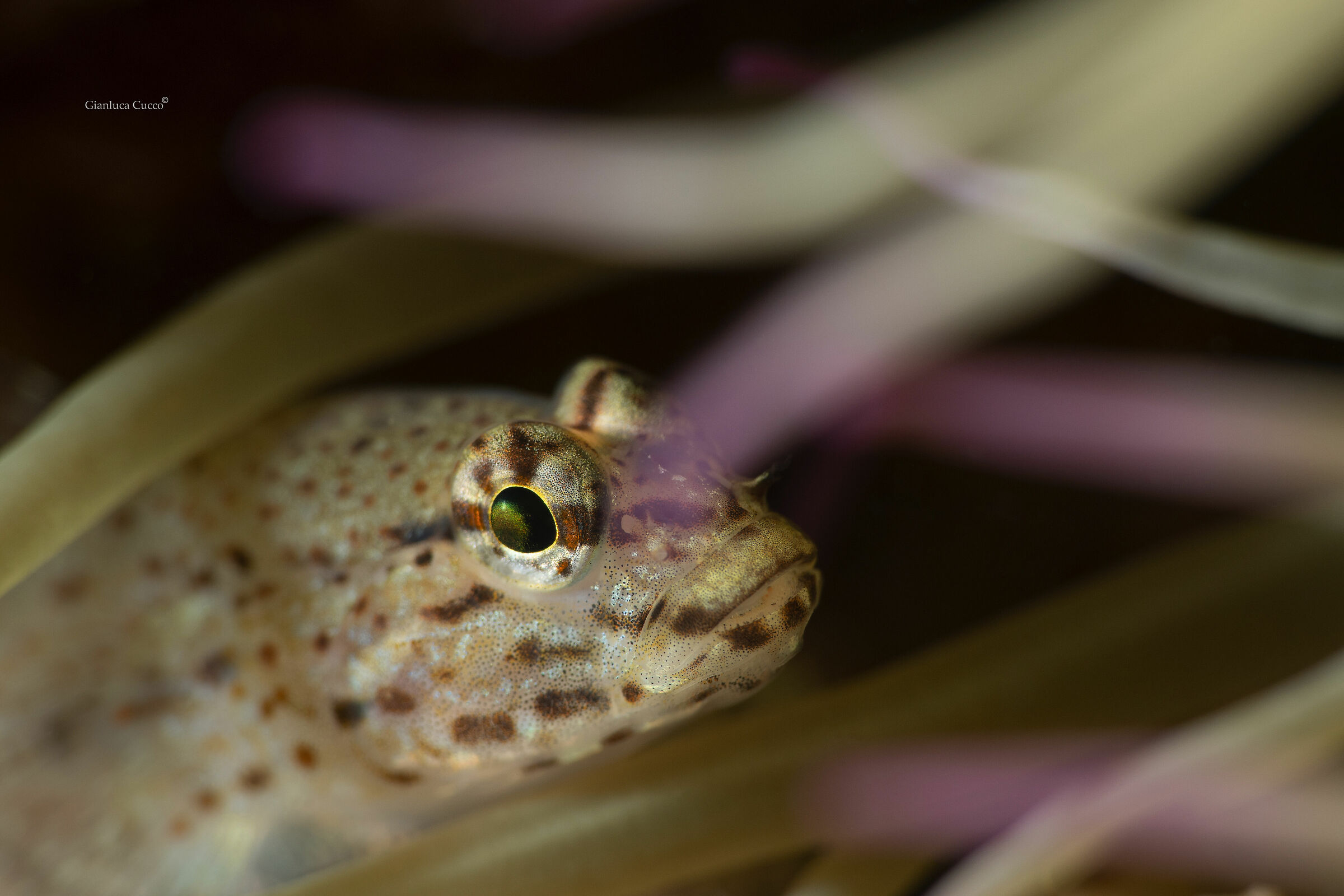 Hidden among the tentacles