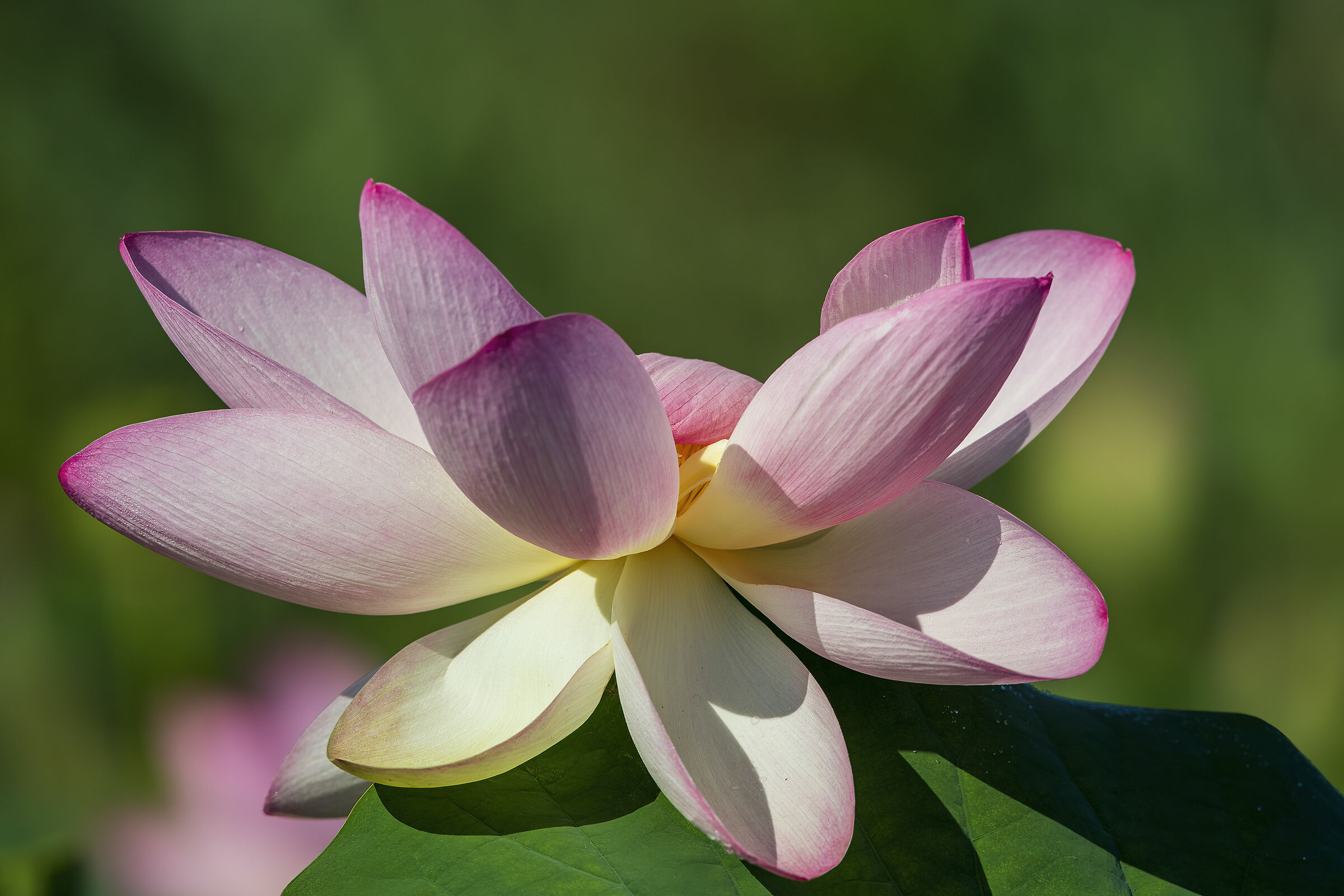 Luglio 2020 Mantova fior di loto