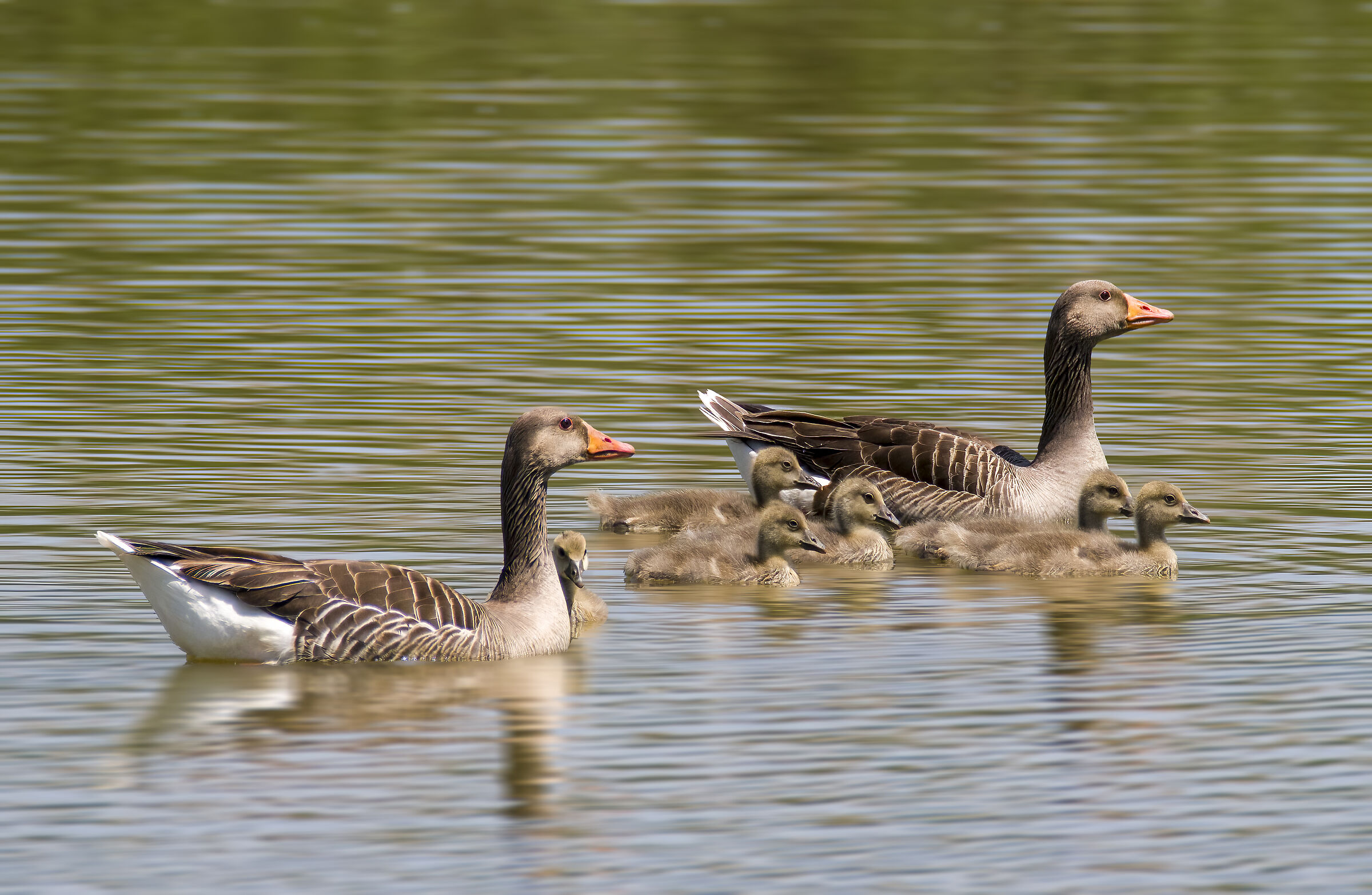 Famigliola di oche selvatiche