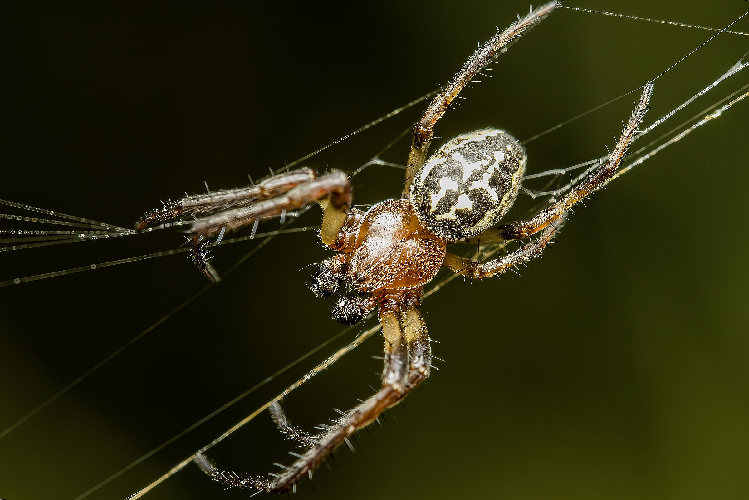 Larinioides cornutus