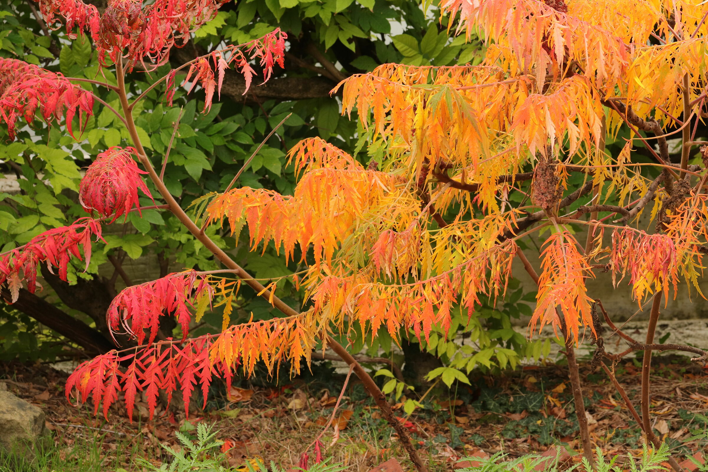Foliage in giardino...