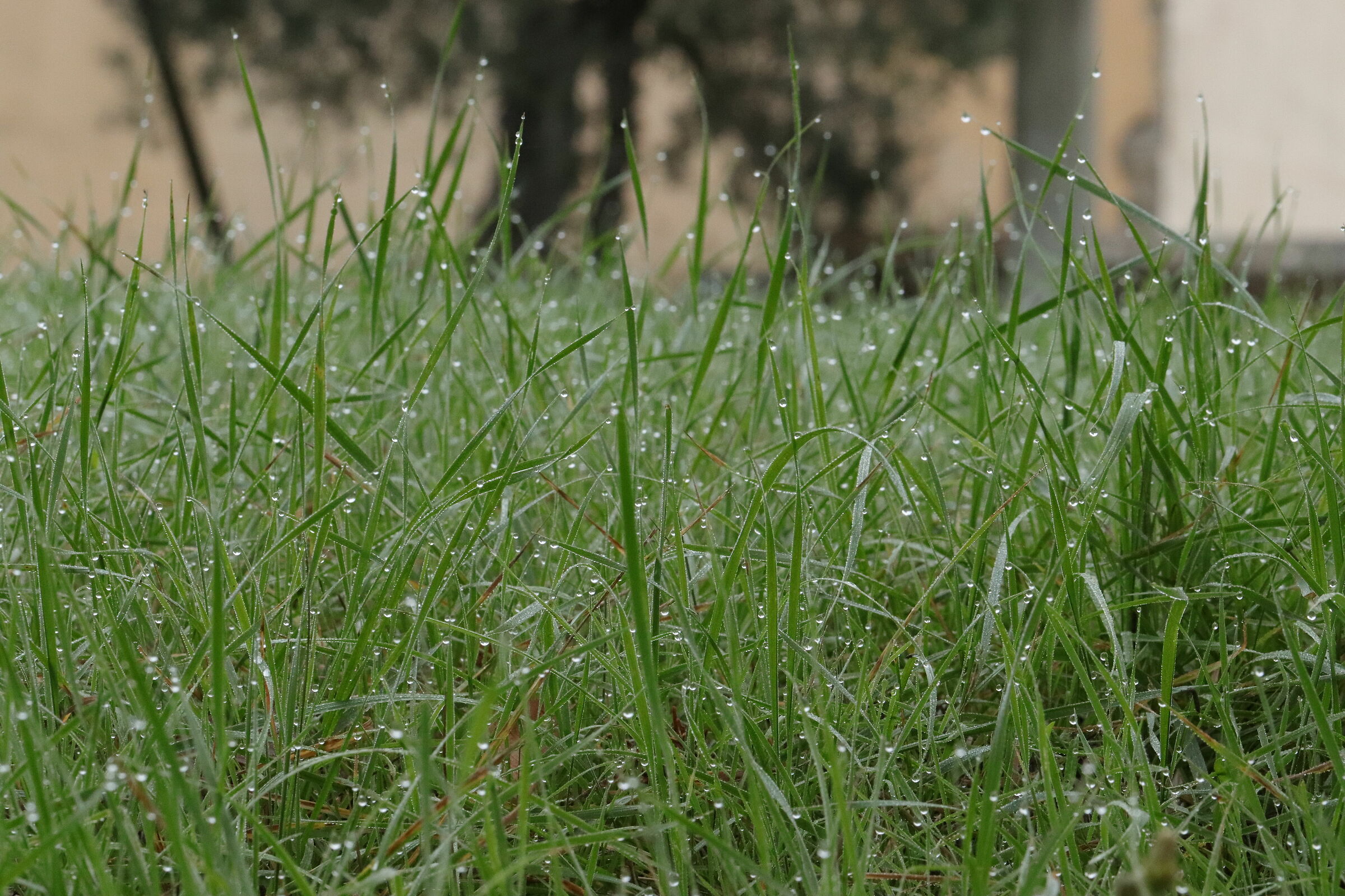 "sono gocce di memoria... incancellabile" cit. Gio...