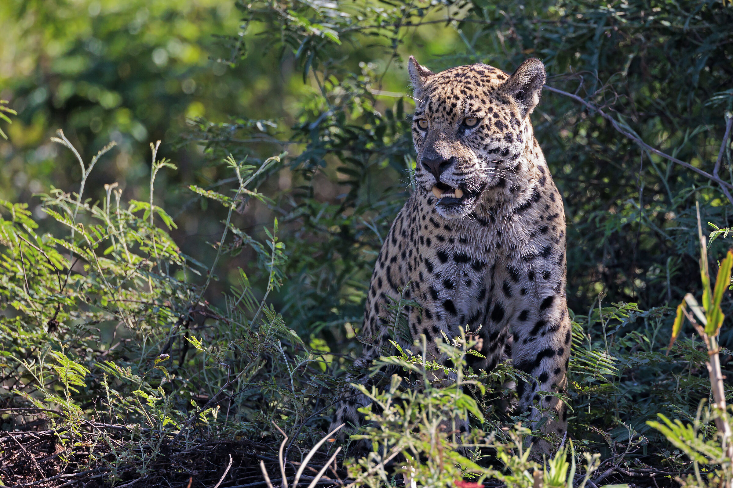 The gaze of the jaguar