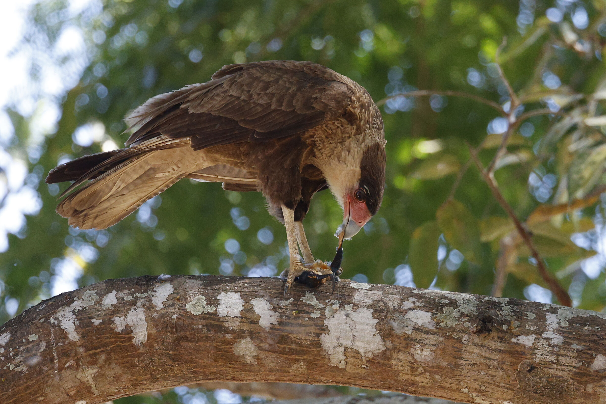 The meal of the Caracara