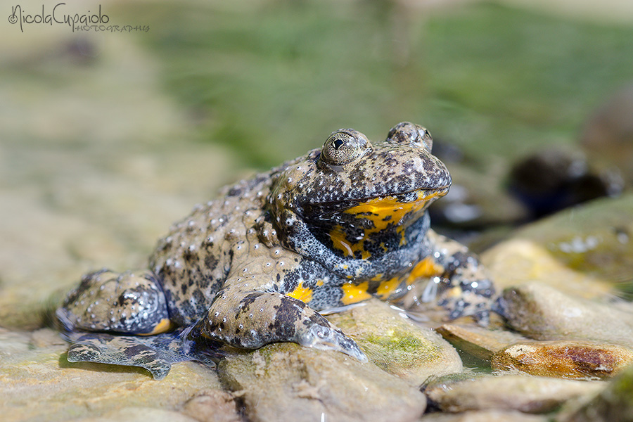 Ululone dal ventre giallo