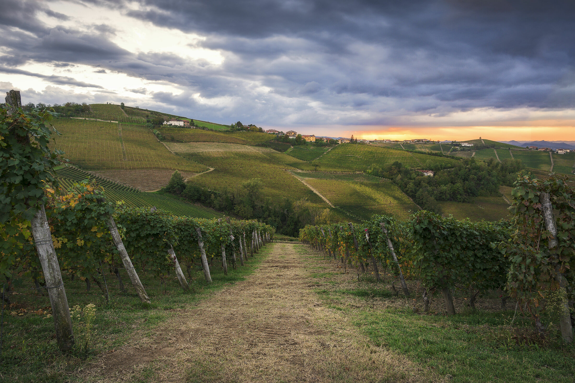 tramonto tra le vigne