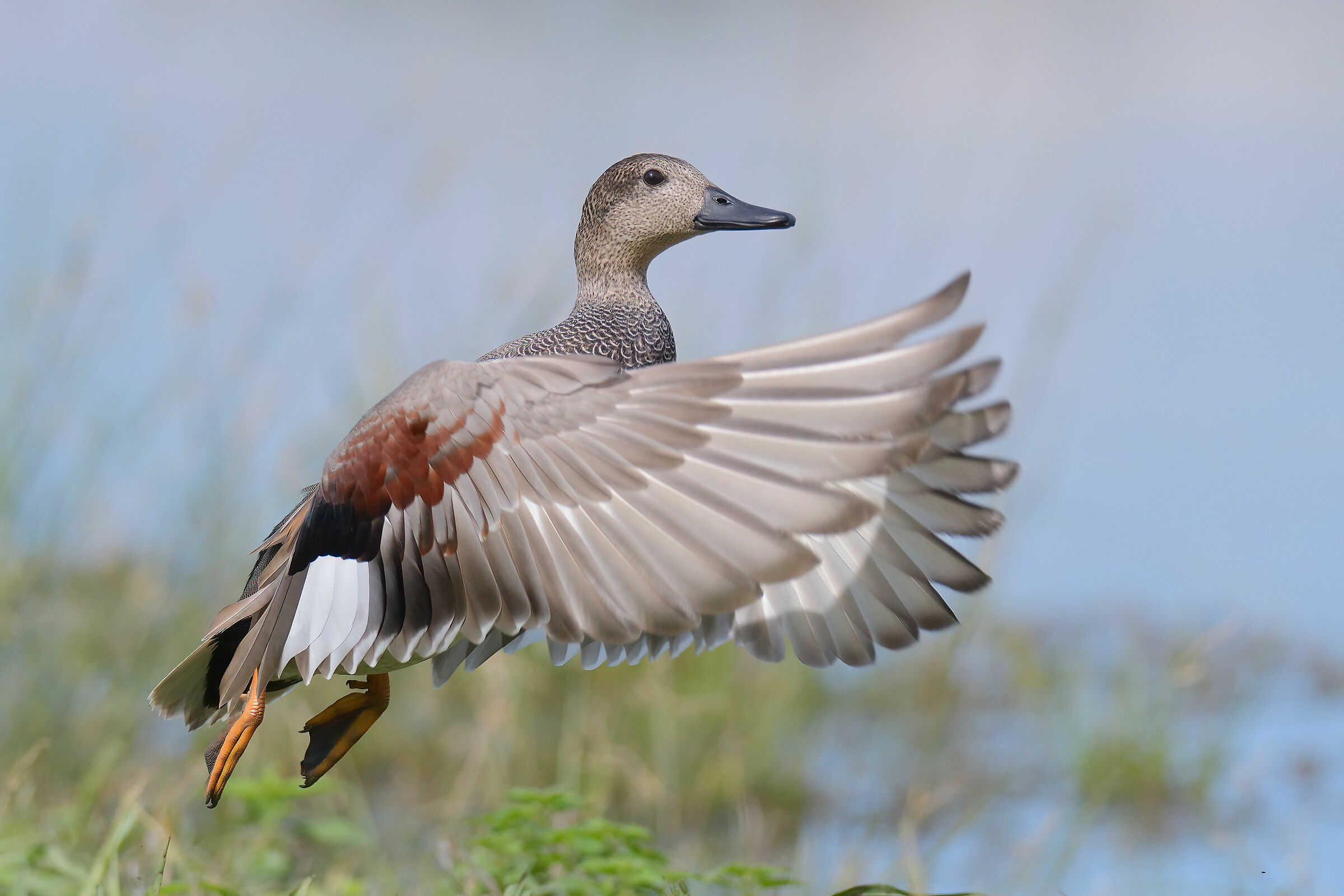 L'eleganza della canapiglia