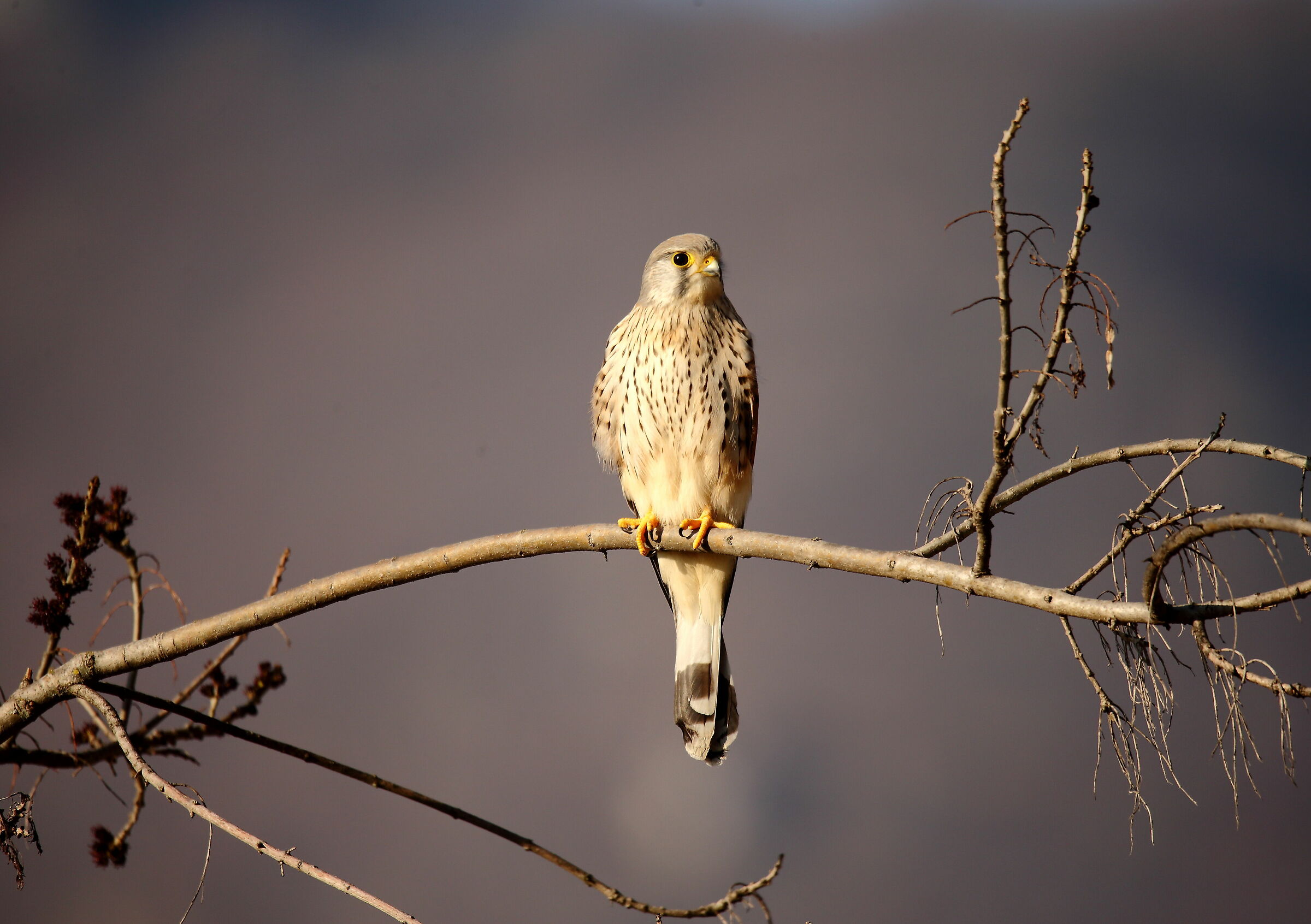 Kestrel