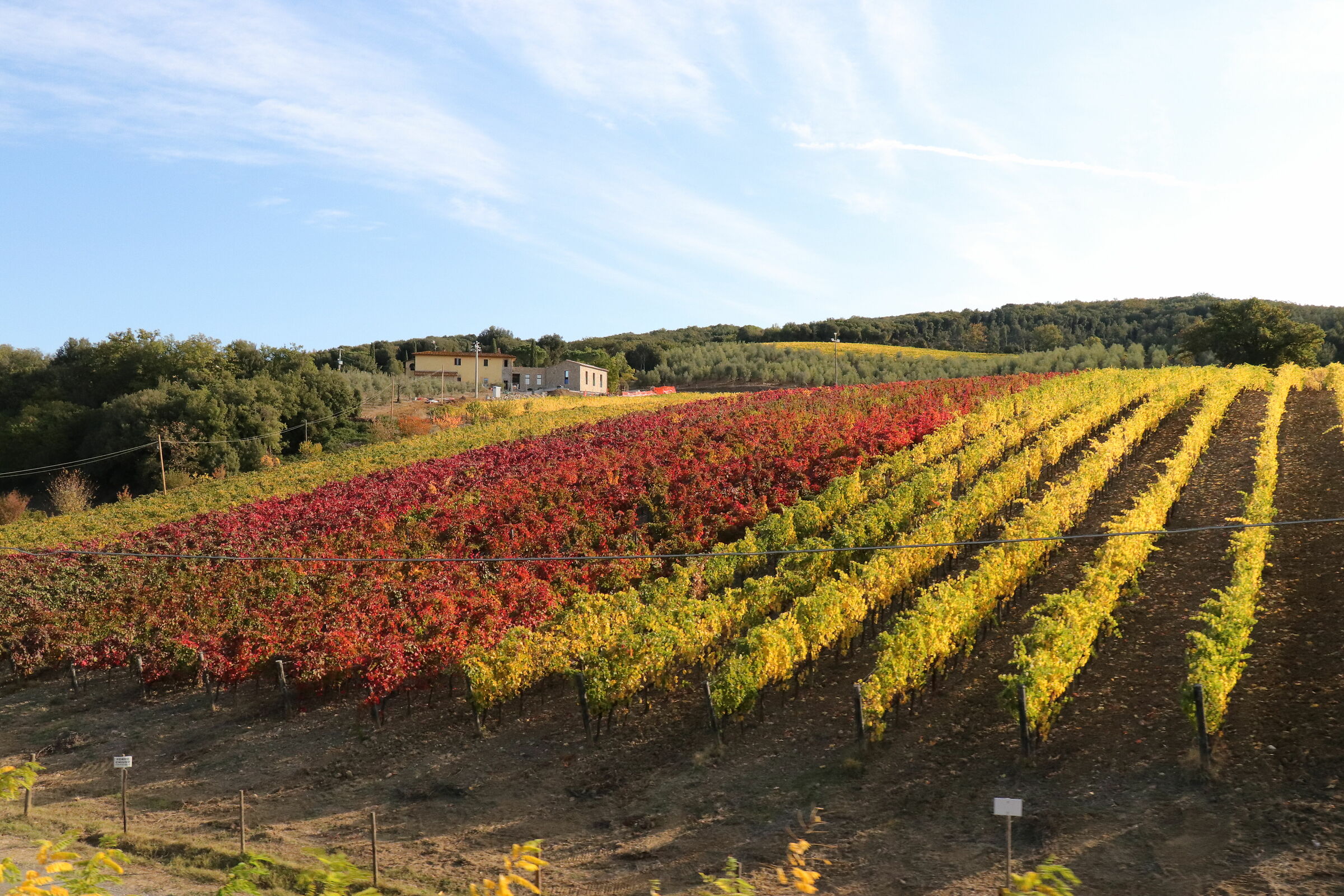 Vineyards in Val d'Orcia