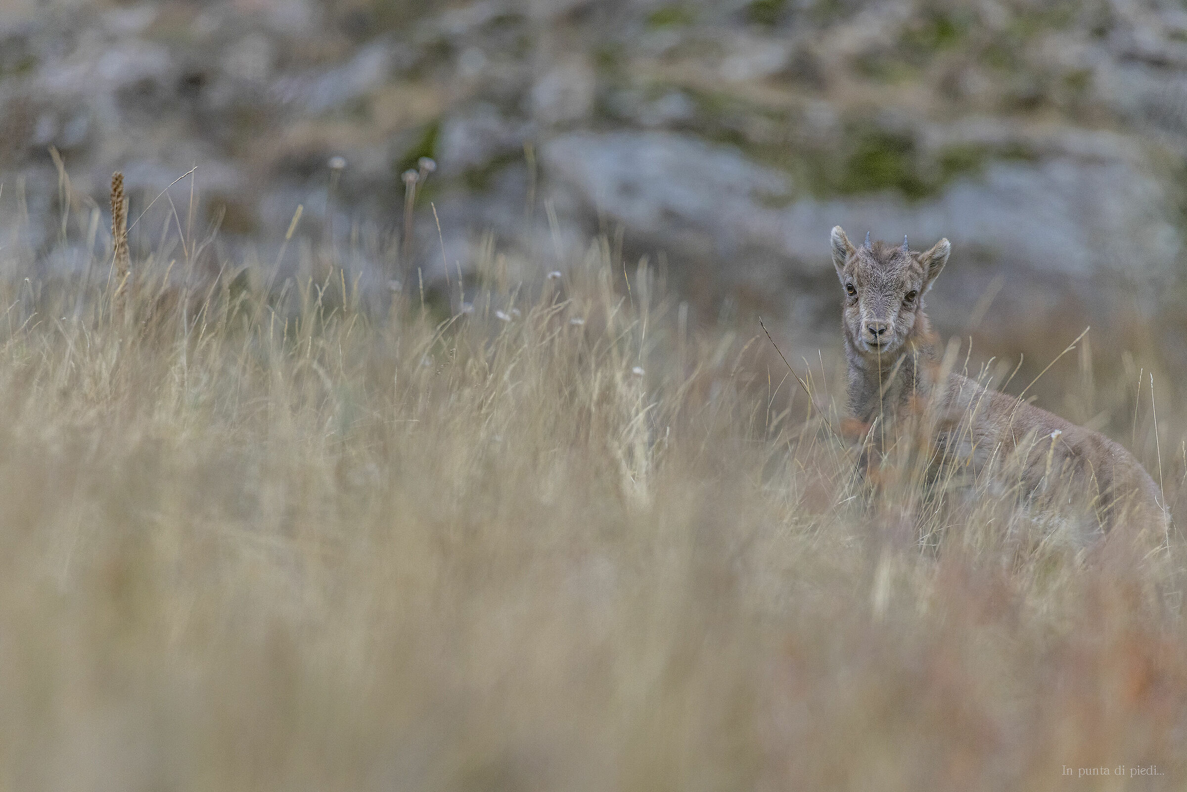 baby Ibex (four months) in the Heart of Autumn...