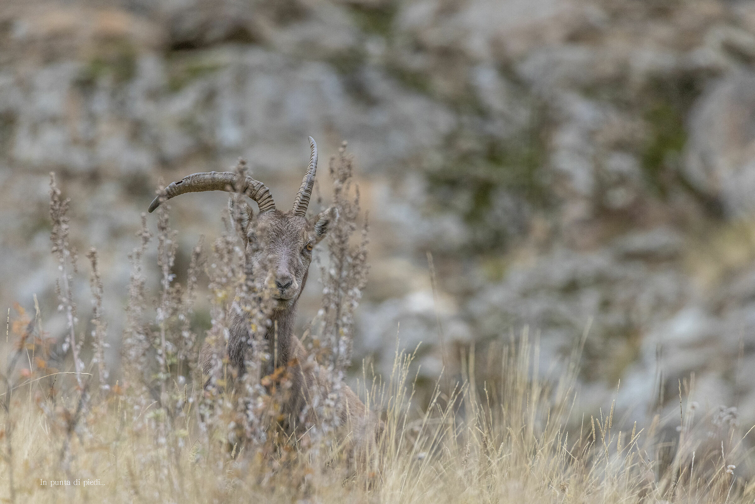 Mother of the Baby Alpine IBEX...