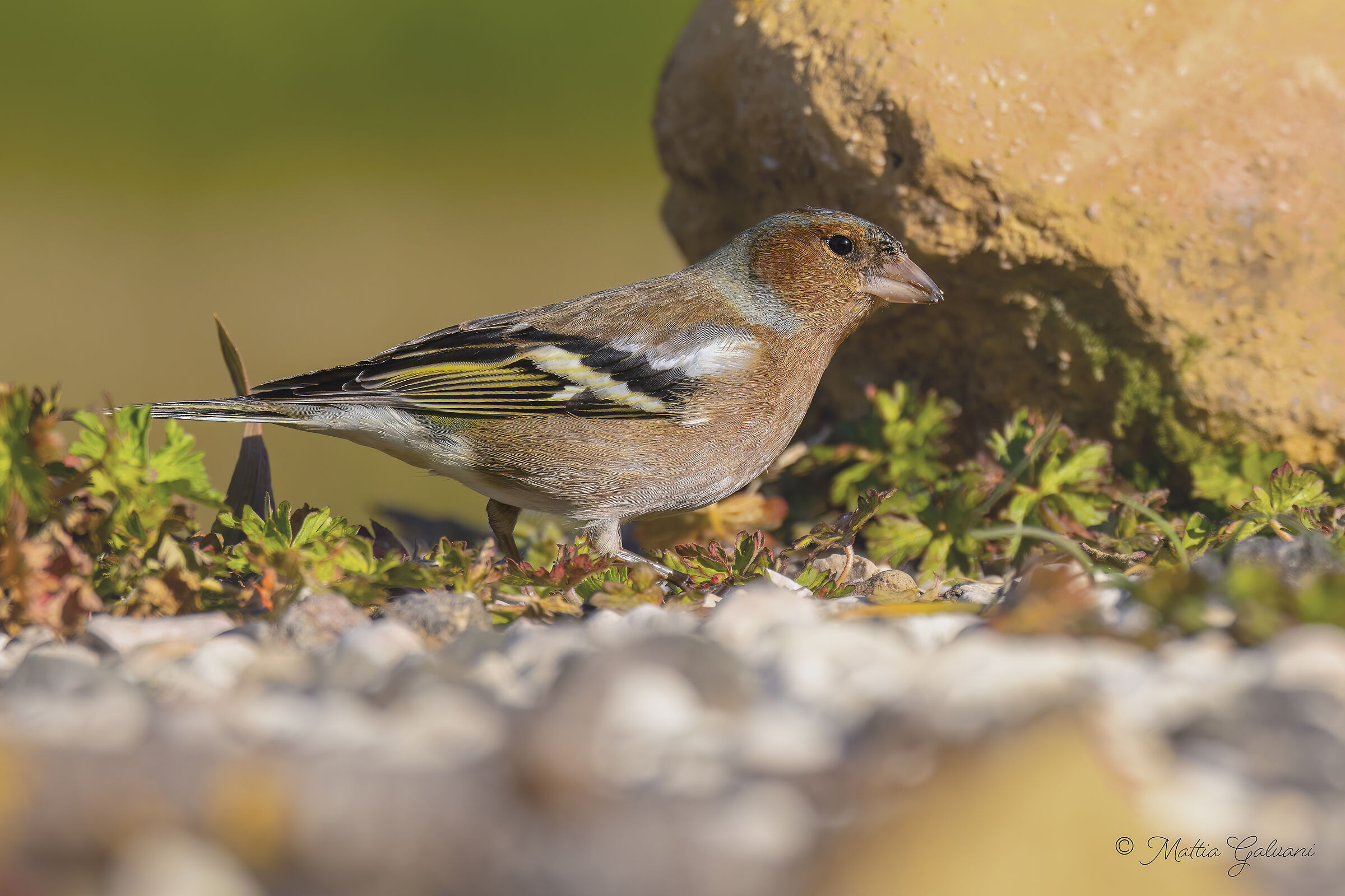 Chaffinch