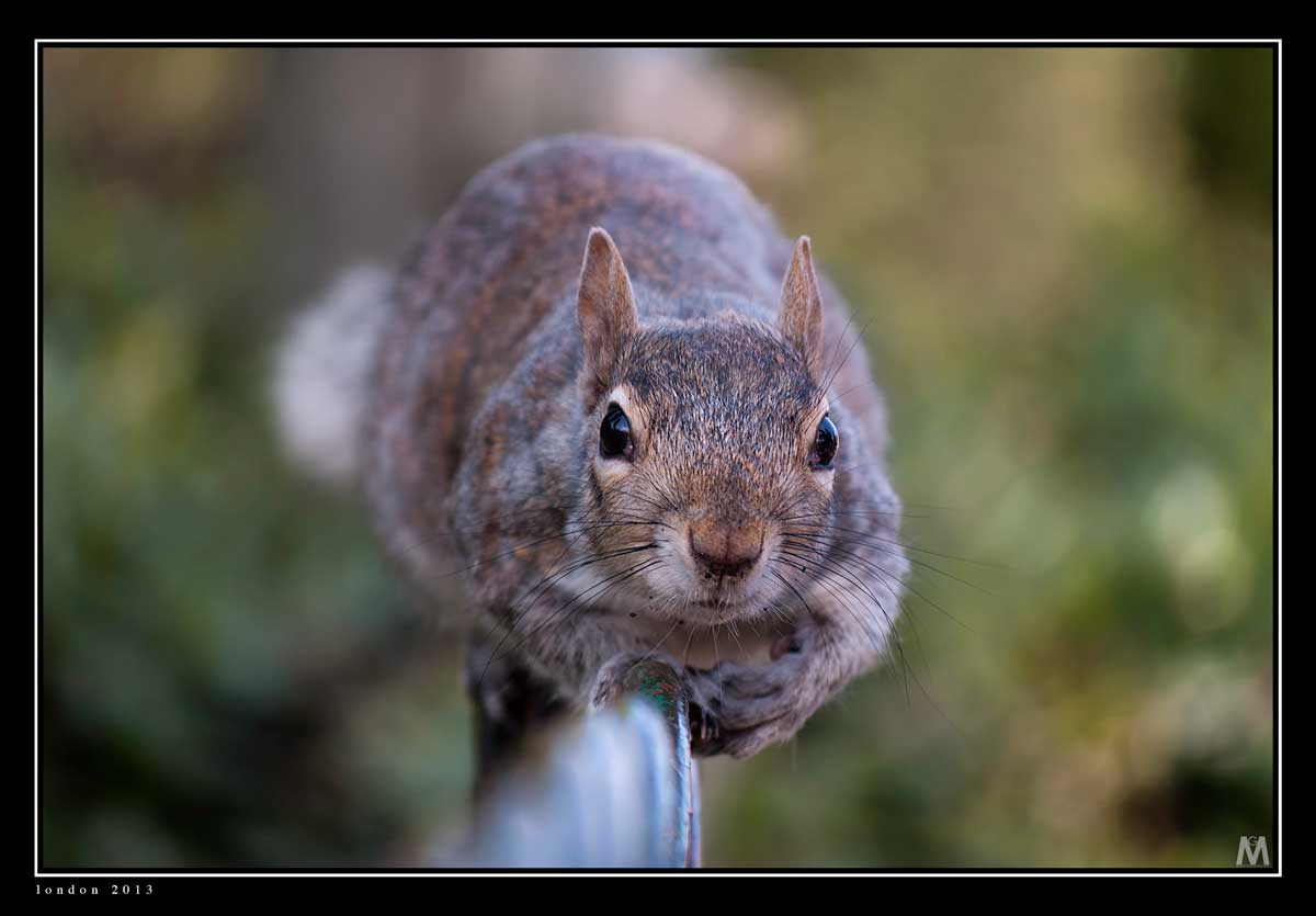 What you want?! ... (Squirrel st. James park)