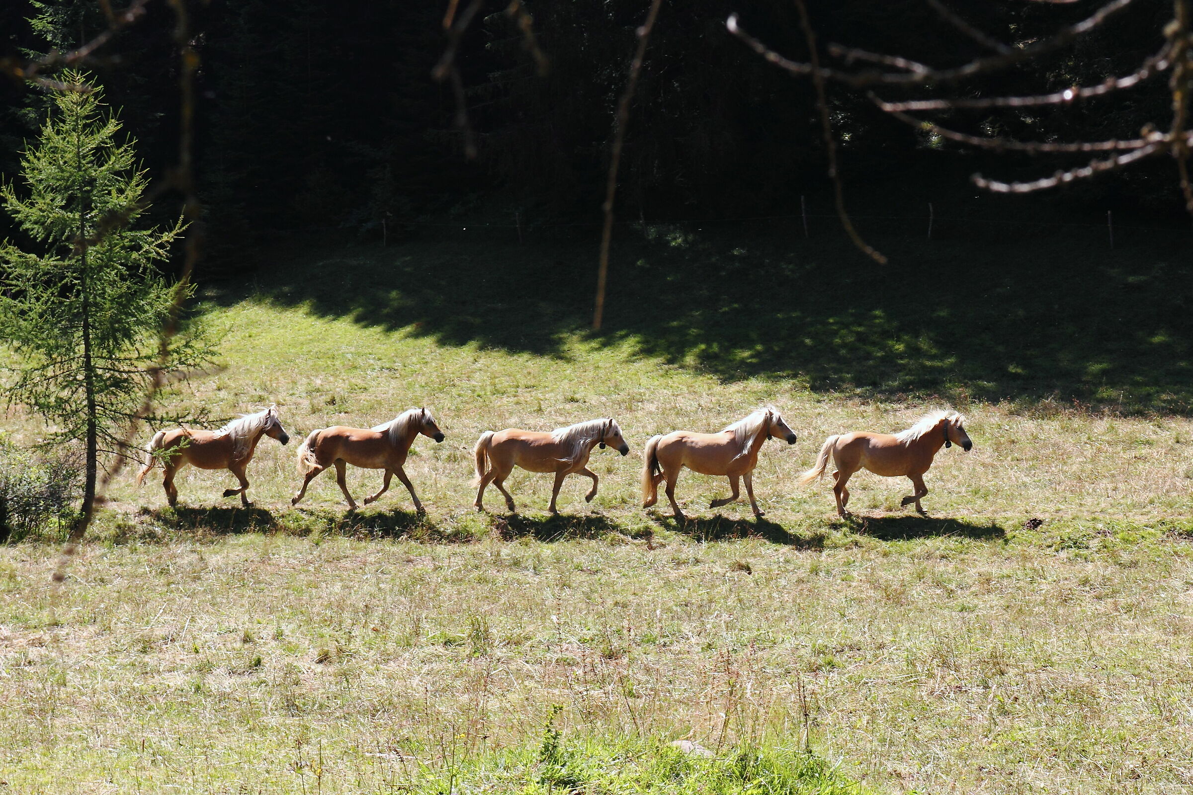 Haflinger horses grazing. Daiano, (Trento)