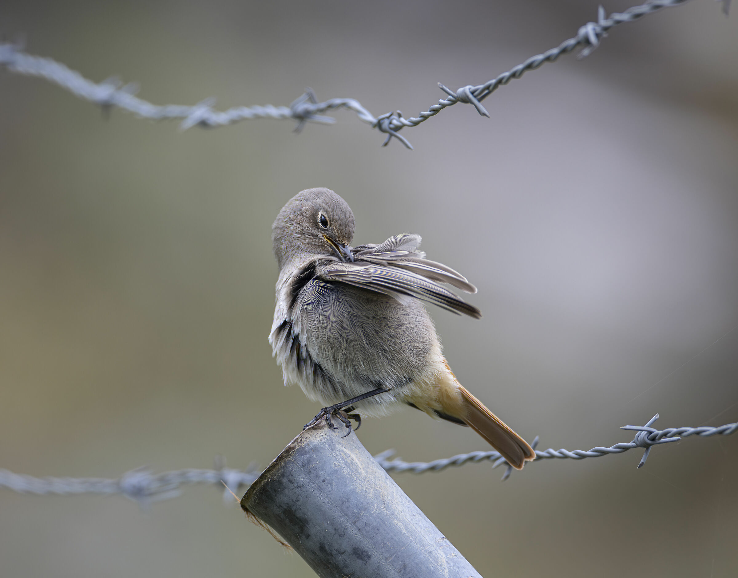 Redstart in cleaning