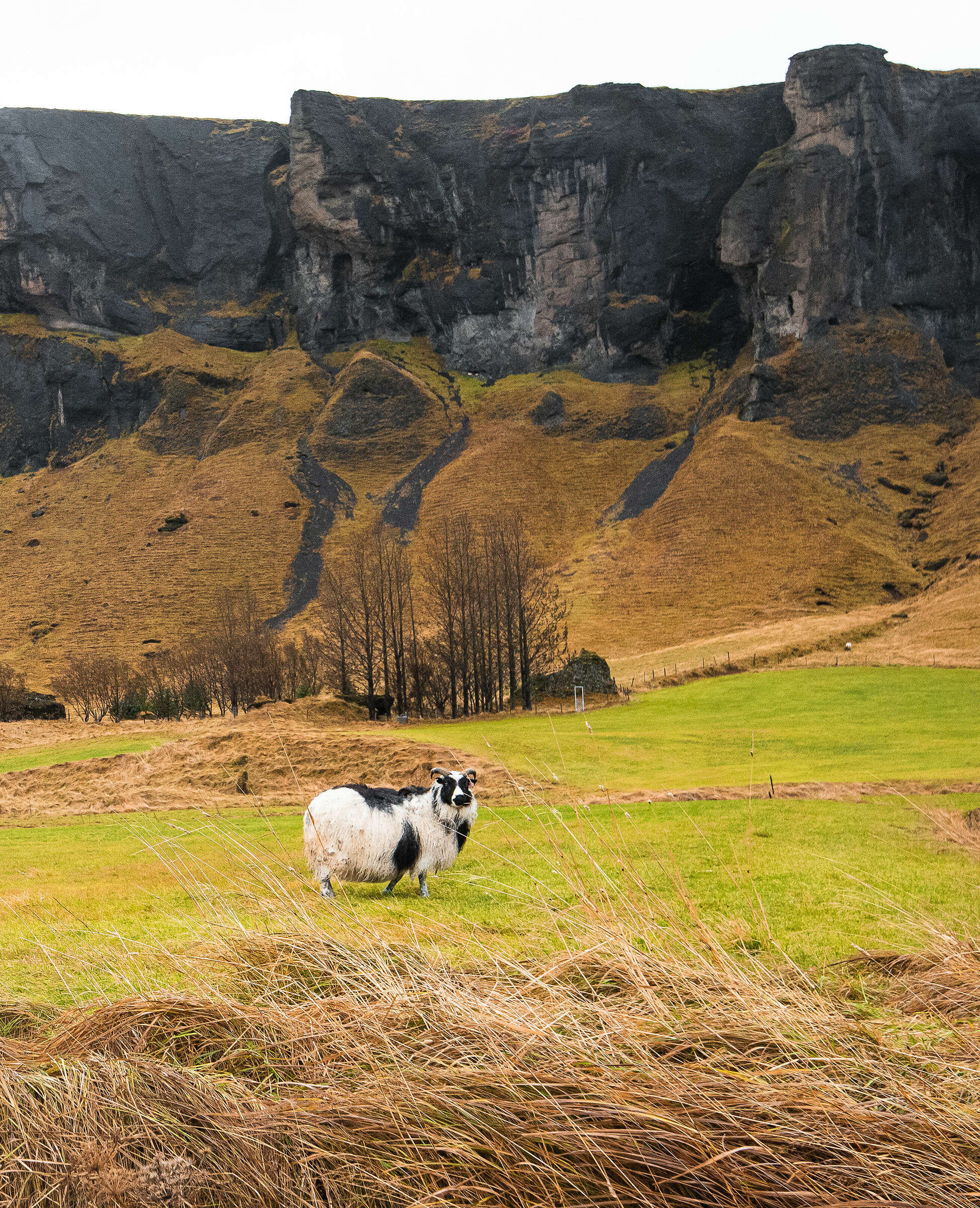 Animale più nobile sul pianeta