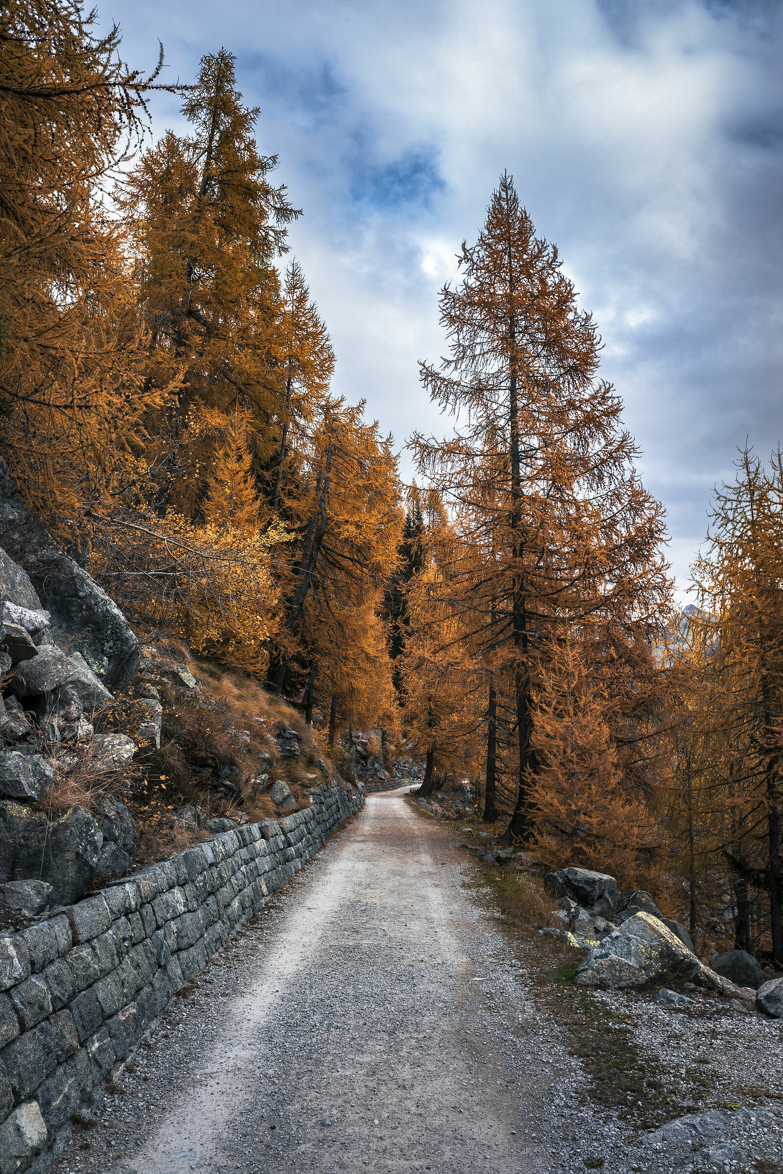 The larches of Val di Fumo