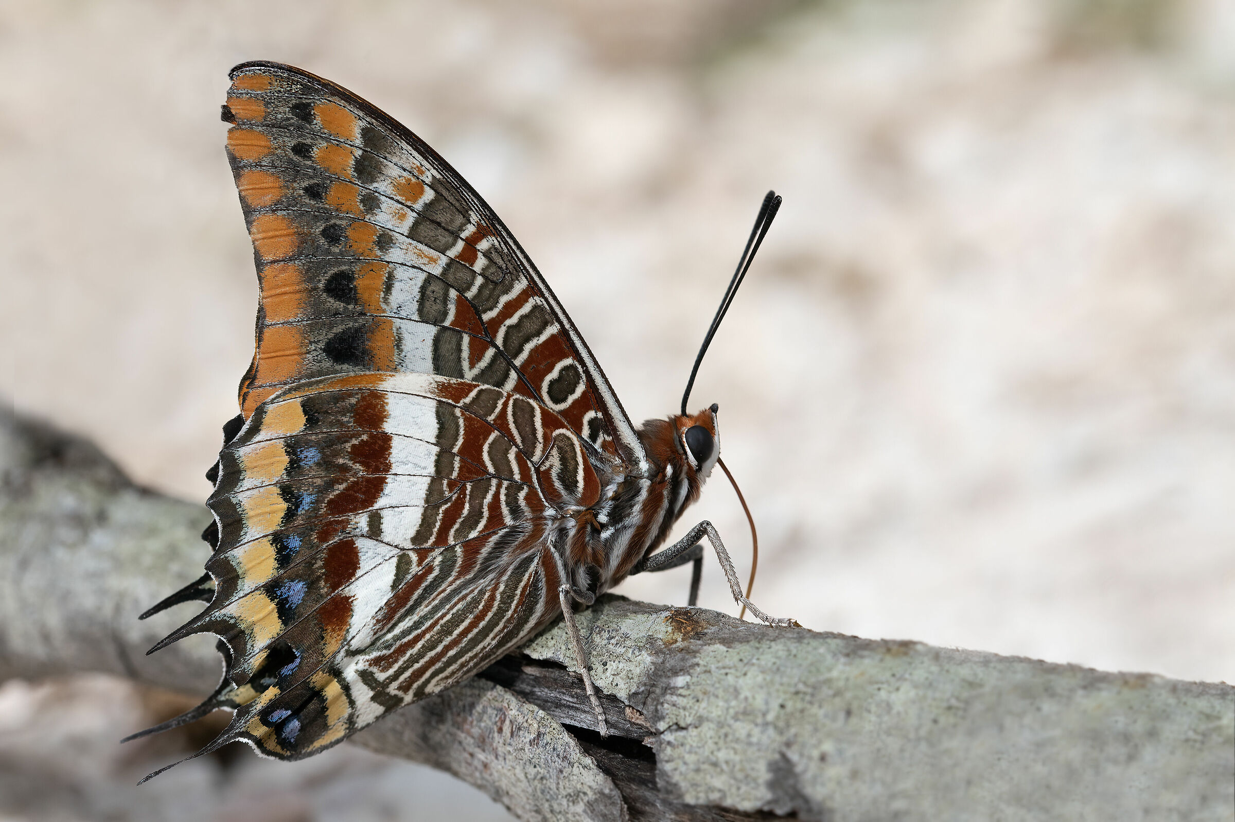 Strawberry tree nymph