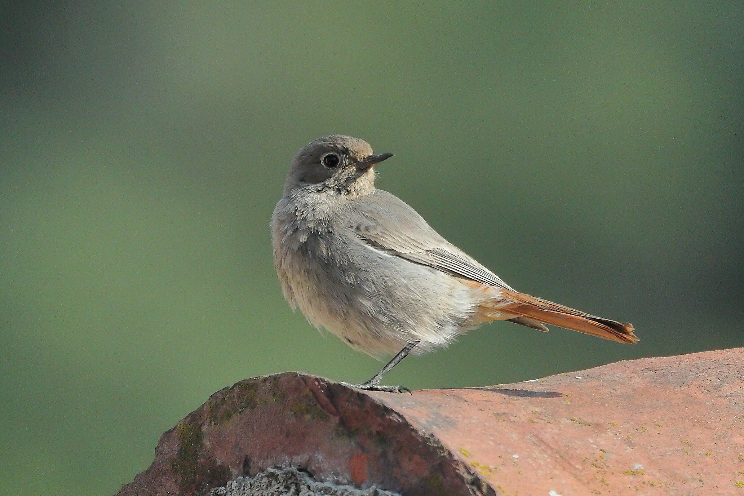 Redstart 01 June 2023