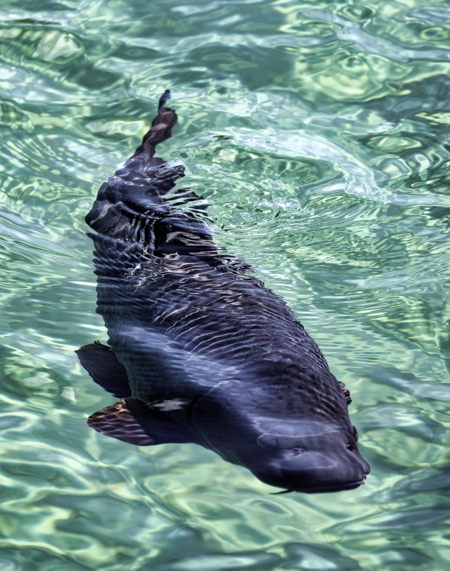 Torpedo