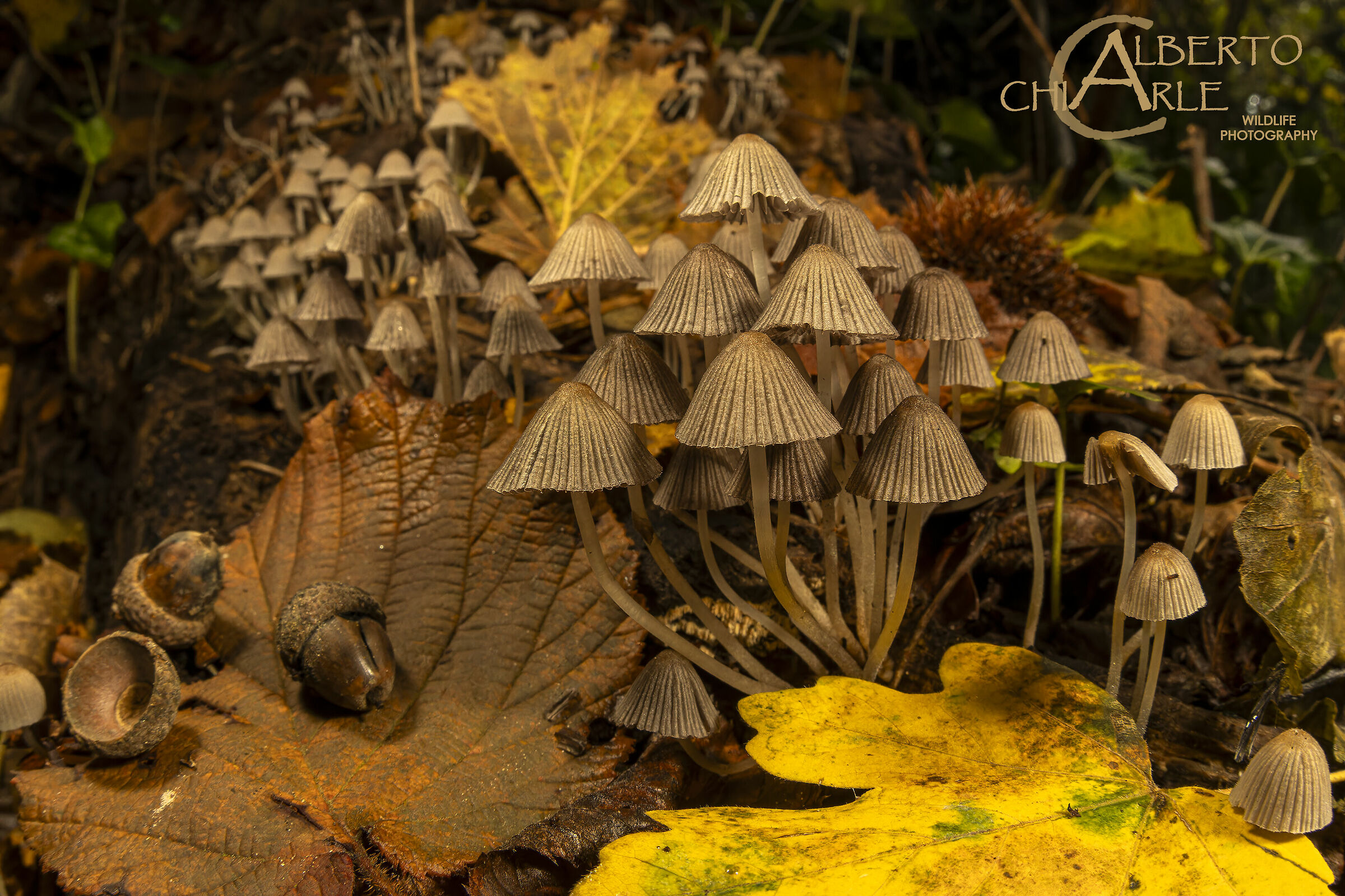 Mushroom Village