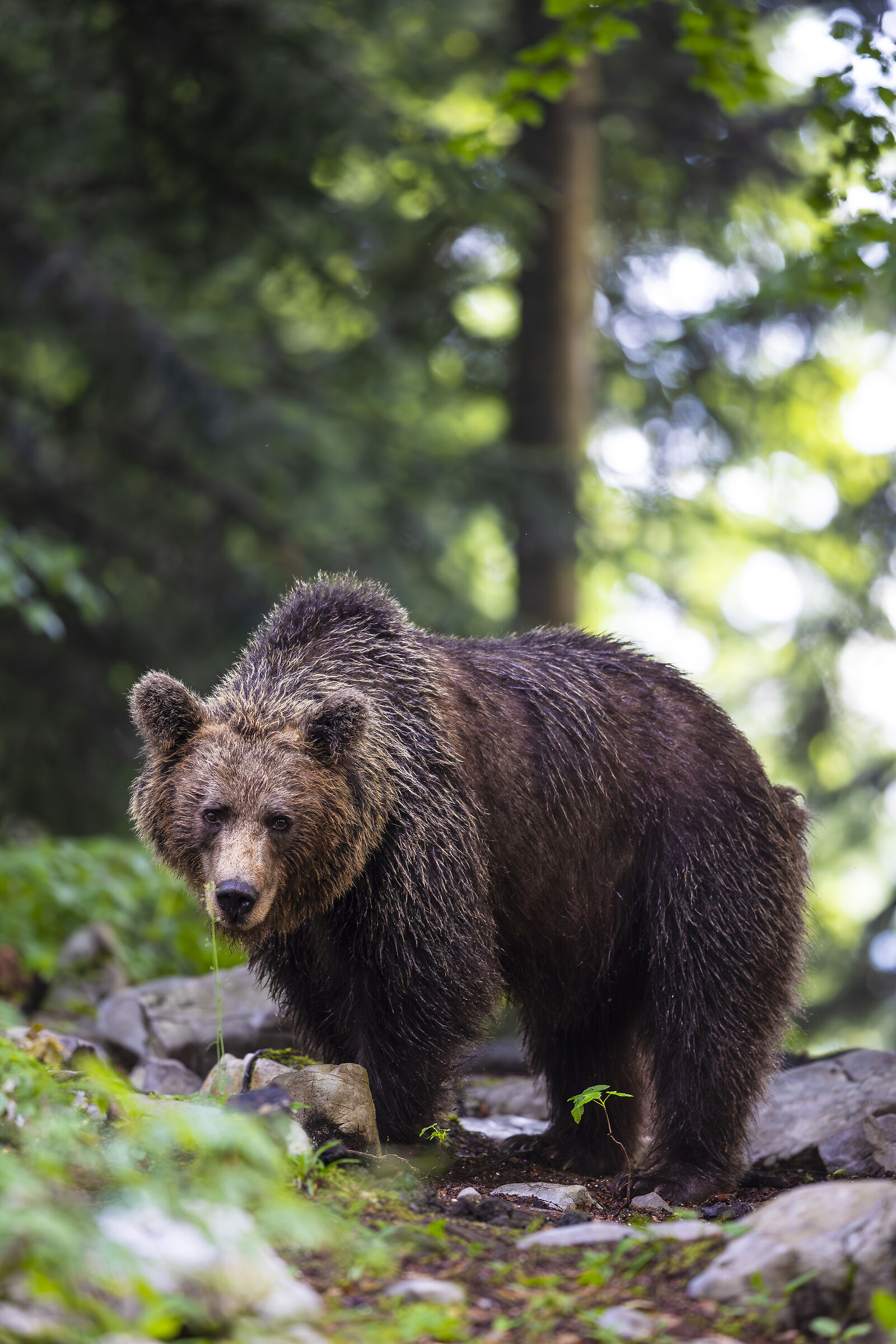 bear