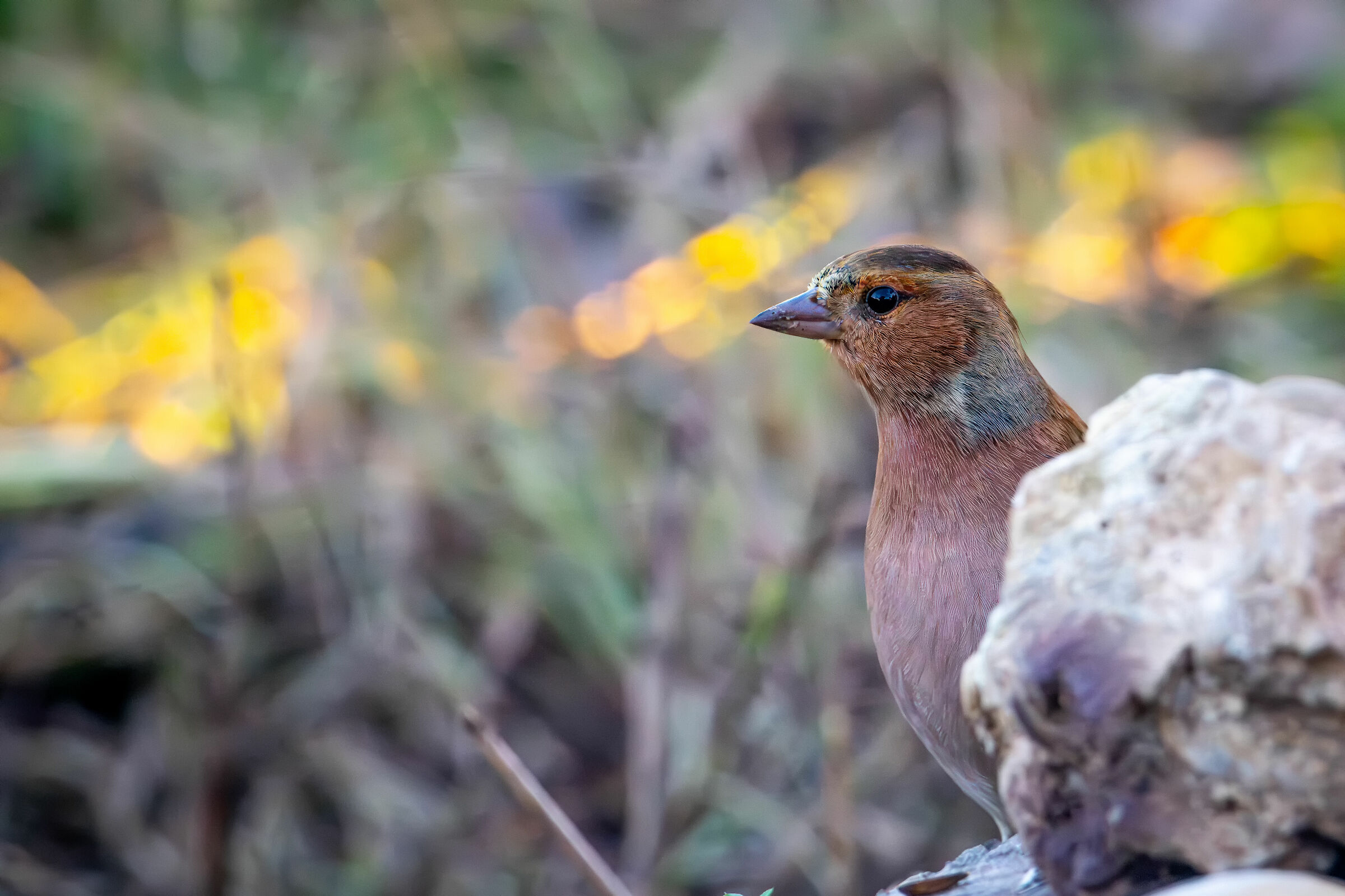 Chaffinch