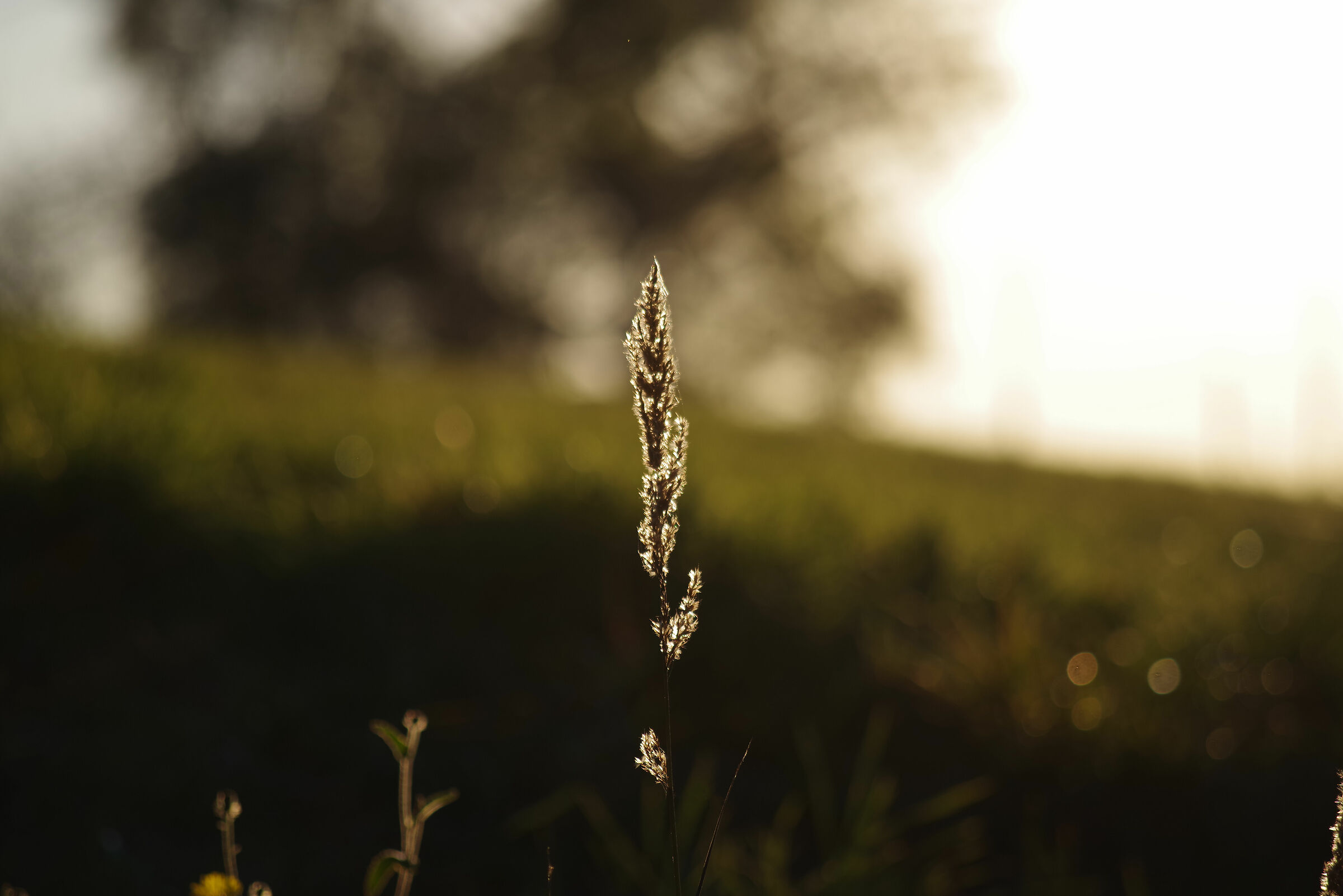 Stelo d'erba al tramonto