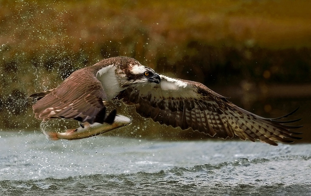 Osprey