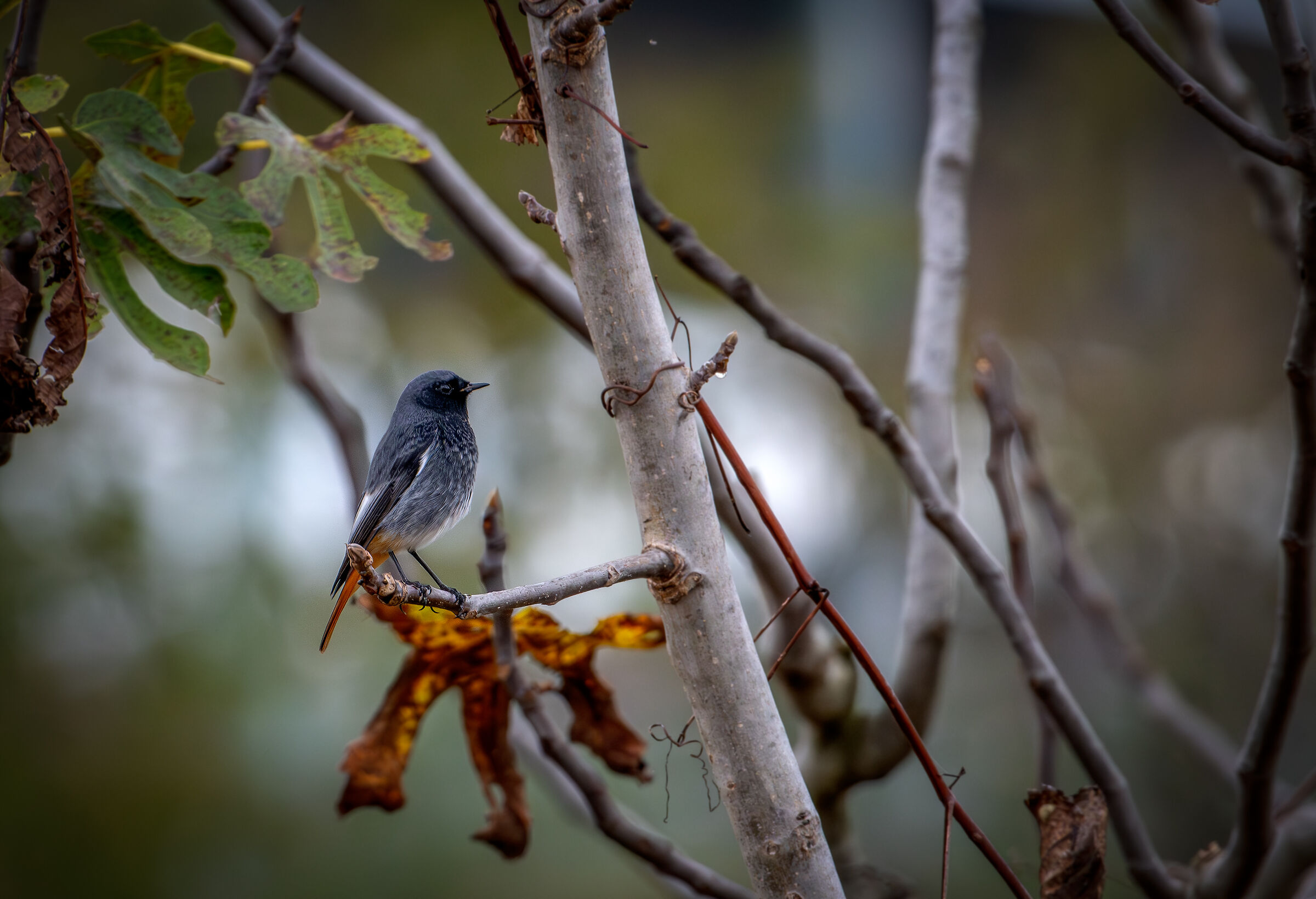 Codirosso spazzacamino