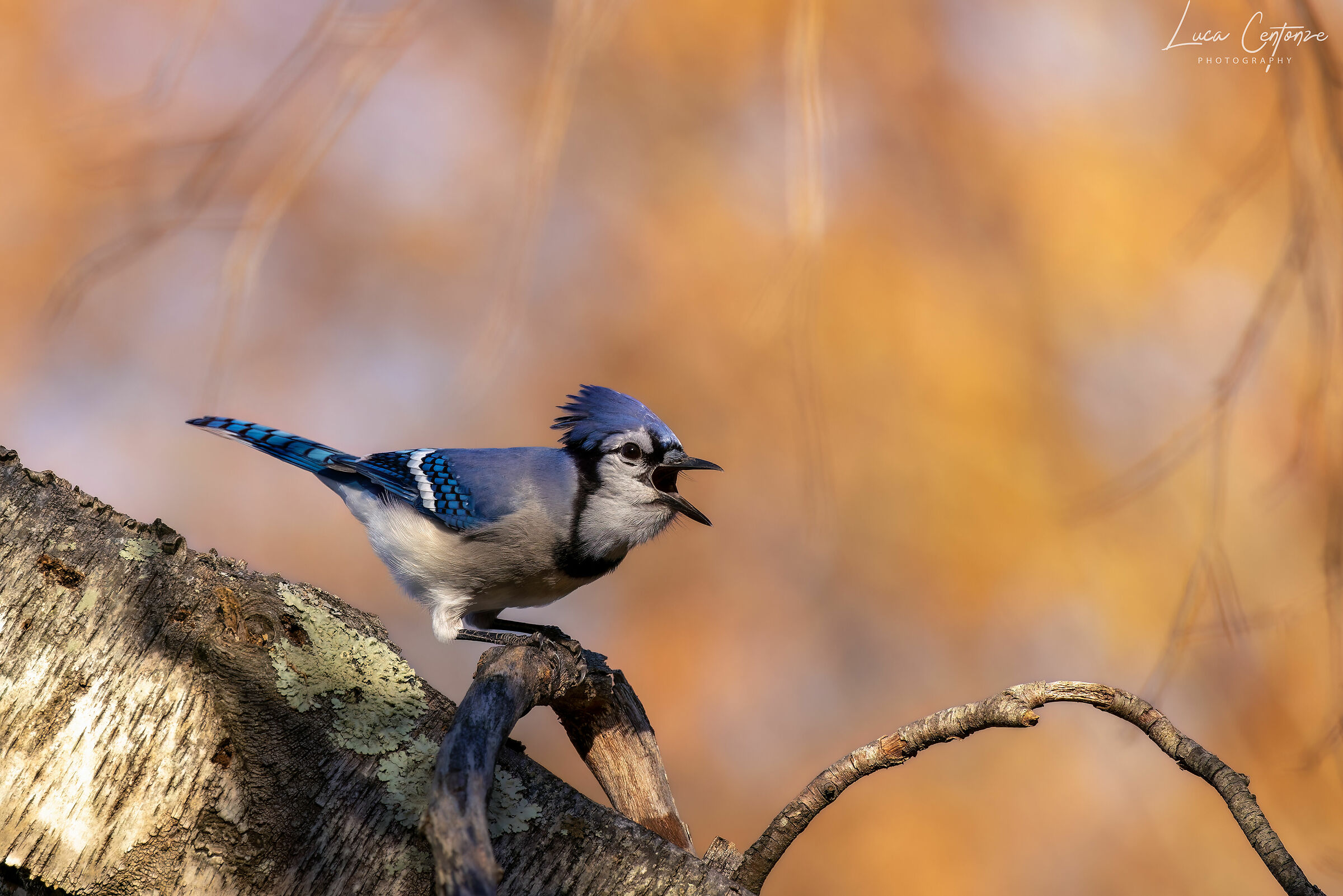BlueJay - Ghiandaia azzurra Americana.