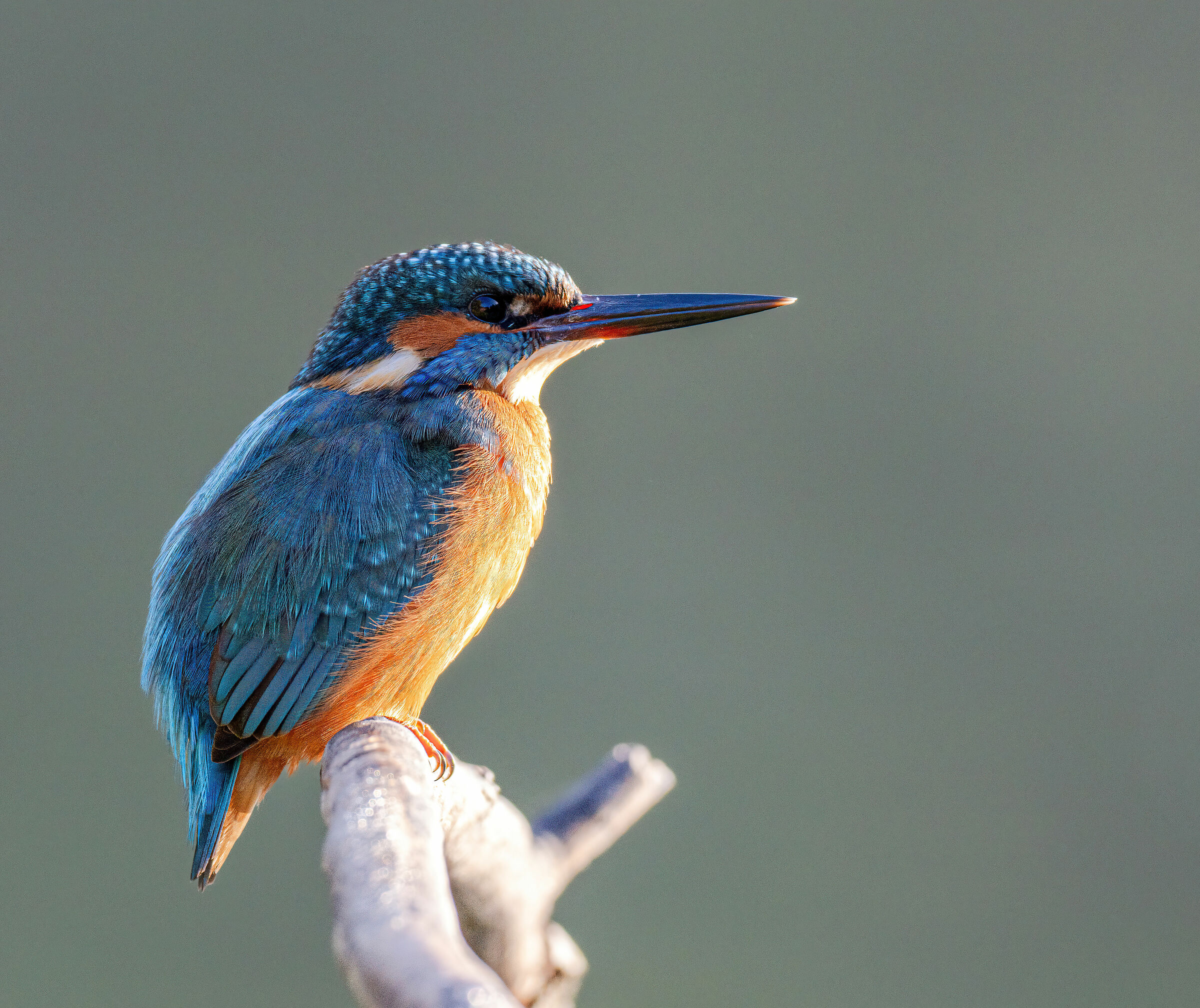 Martin Pescatore (femmina)