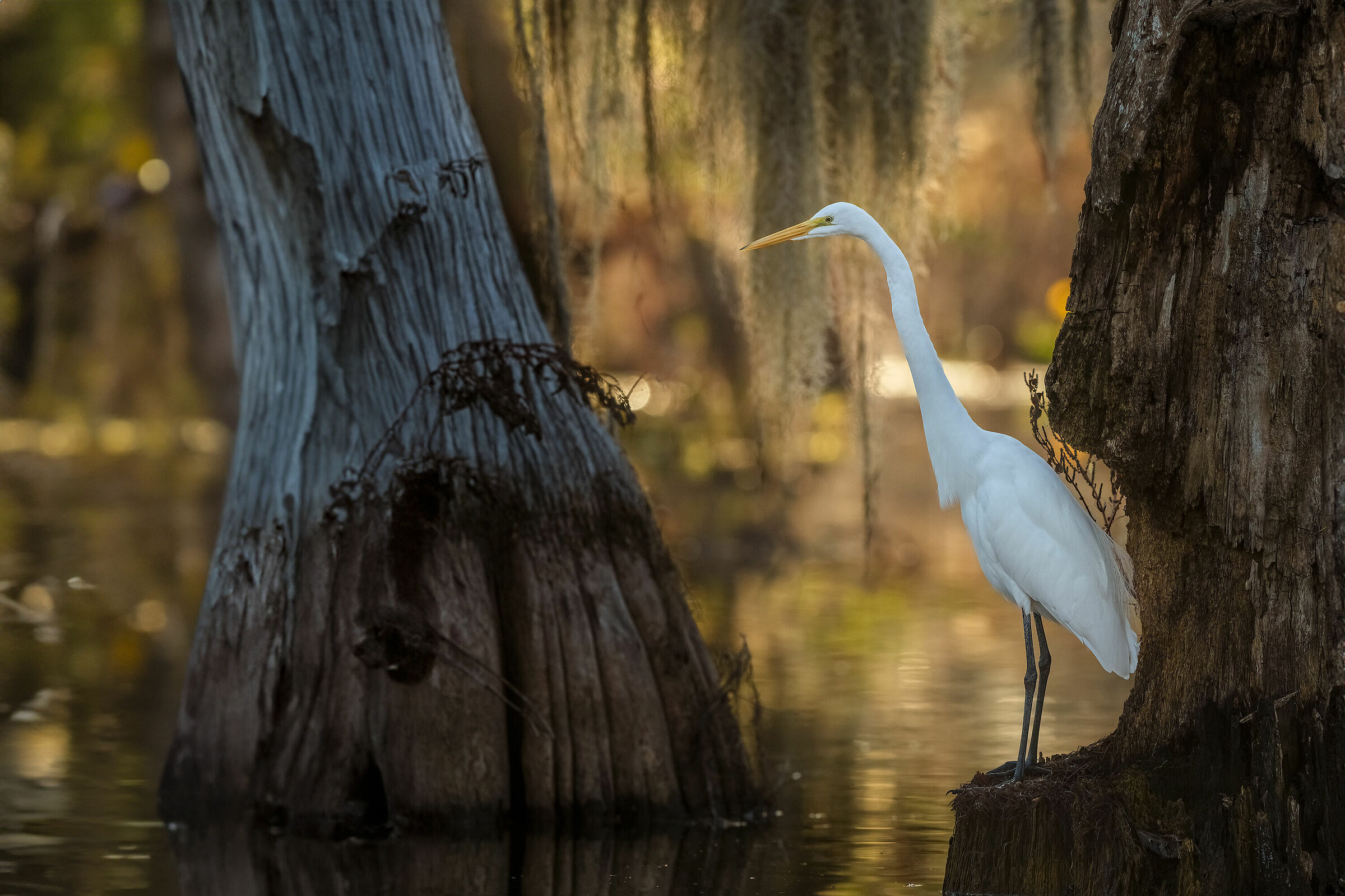 airone bianco - Louisiana