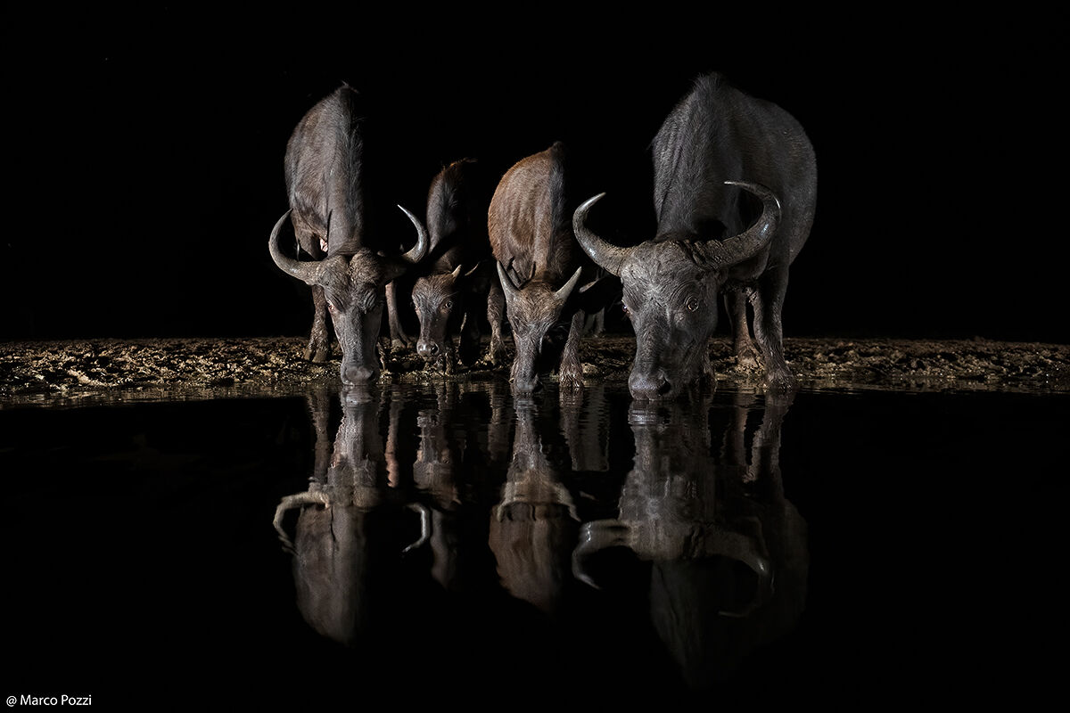 Night Buffalos