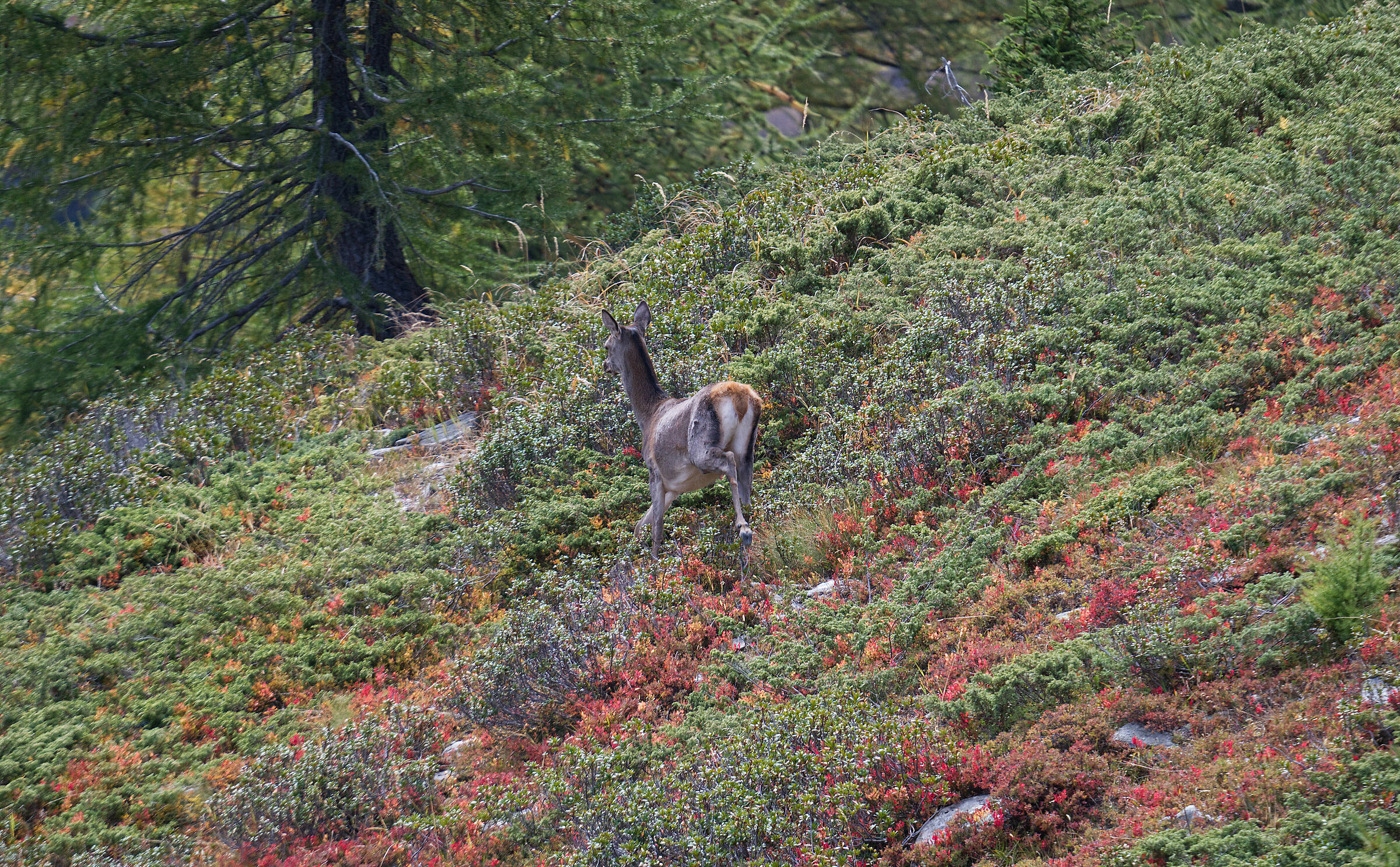 The Female Deer Race