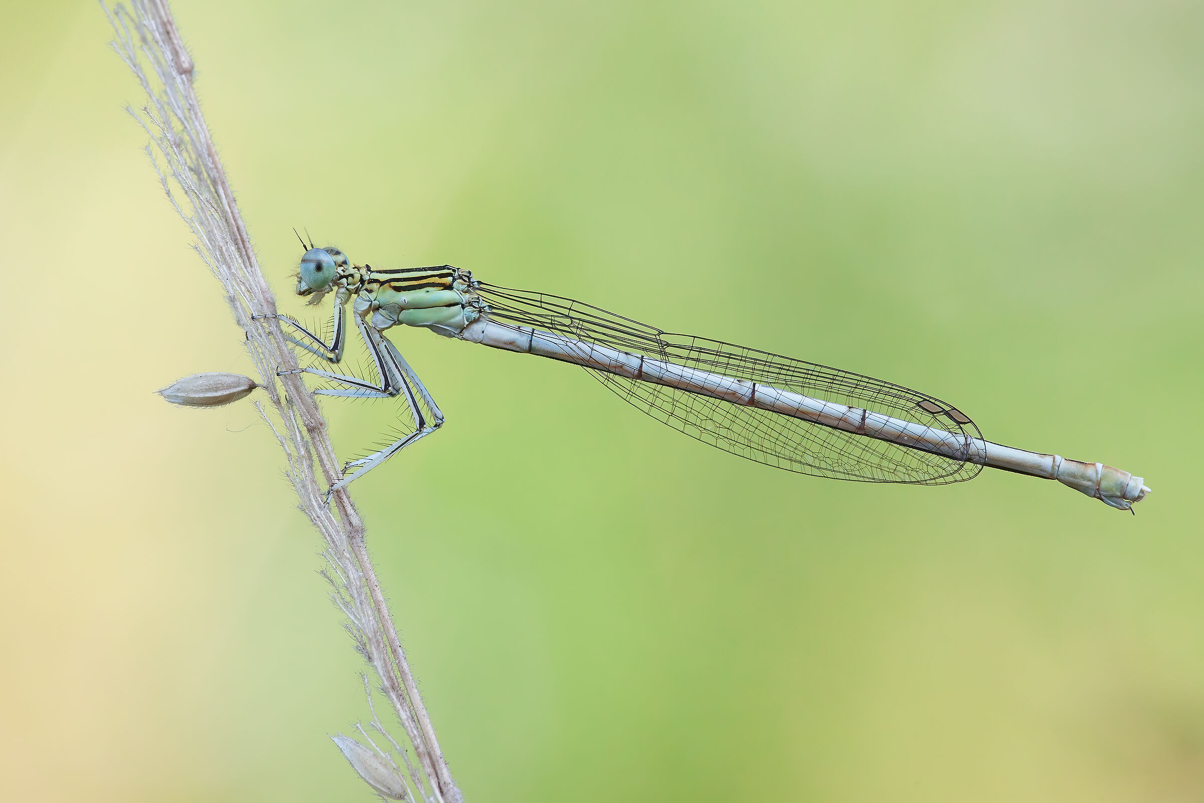 Platycnemis pennipes