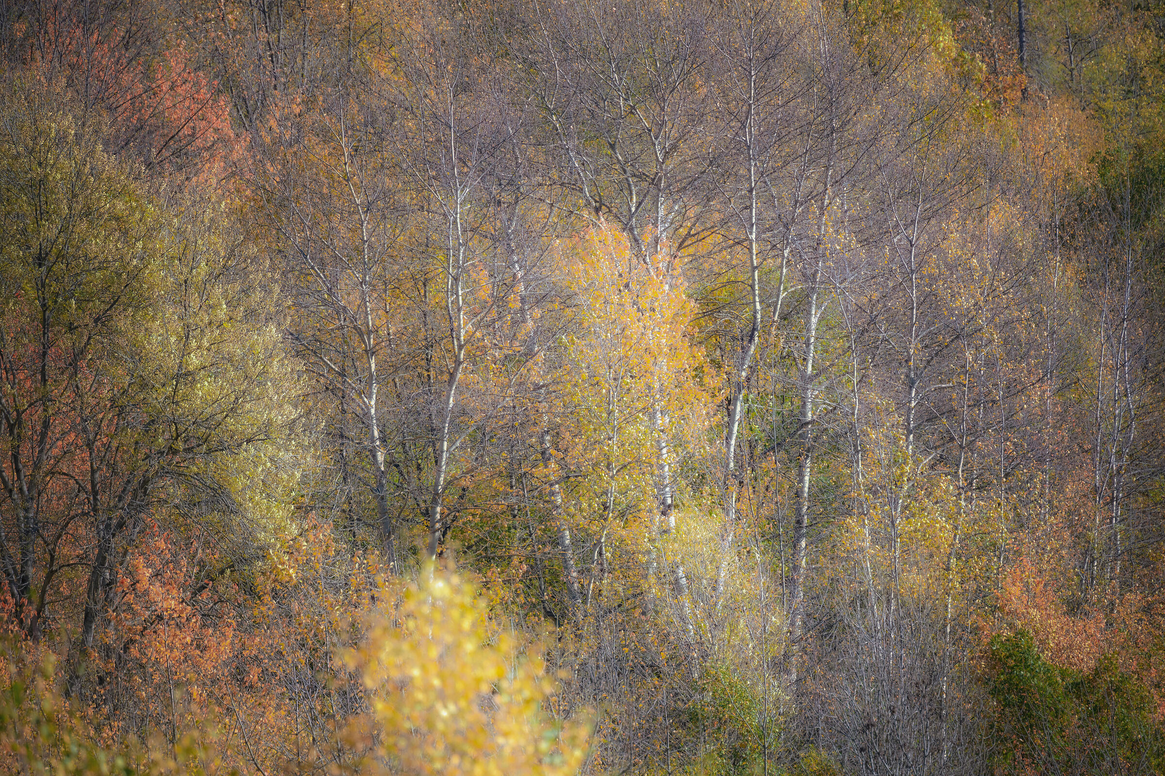 Palette autunnale
