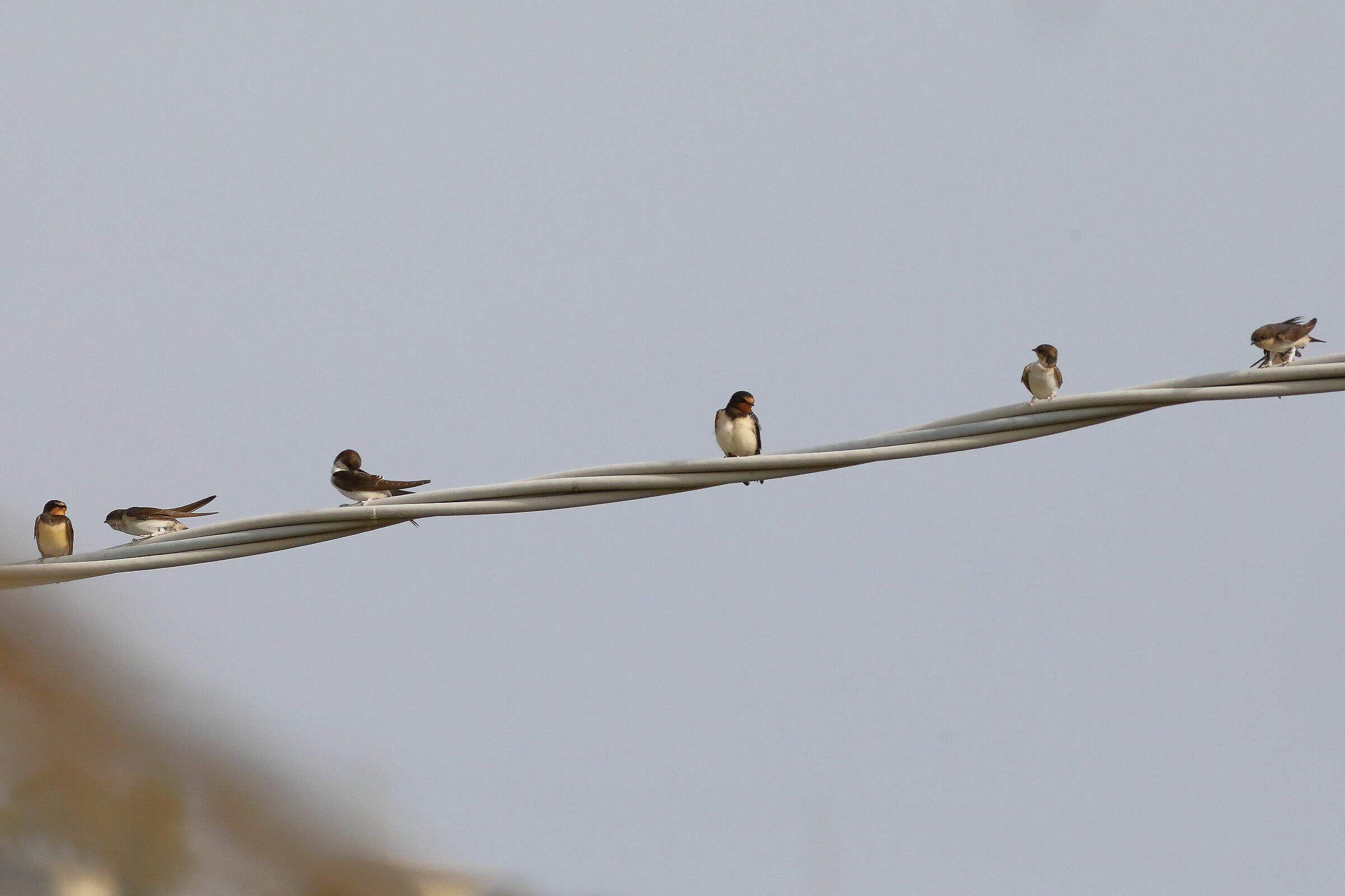 Swallows 17-09-2023