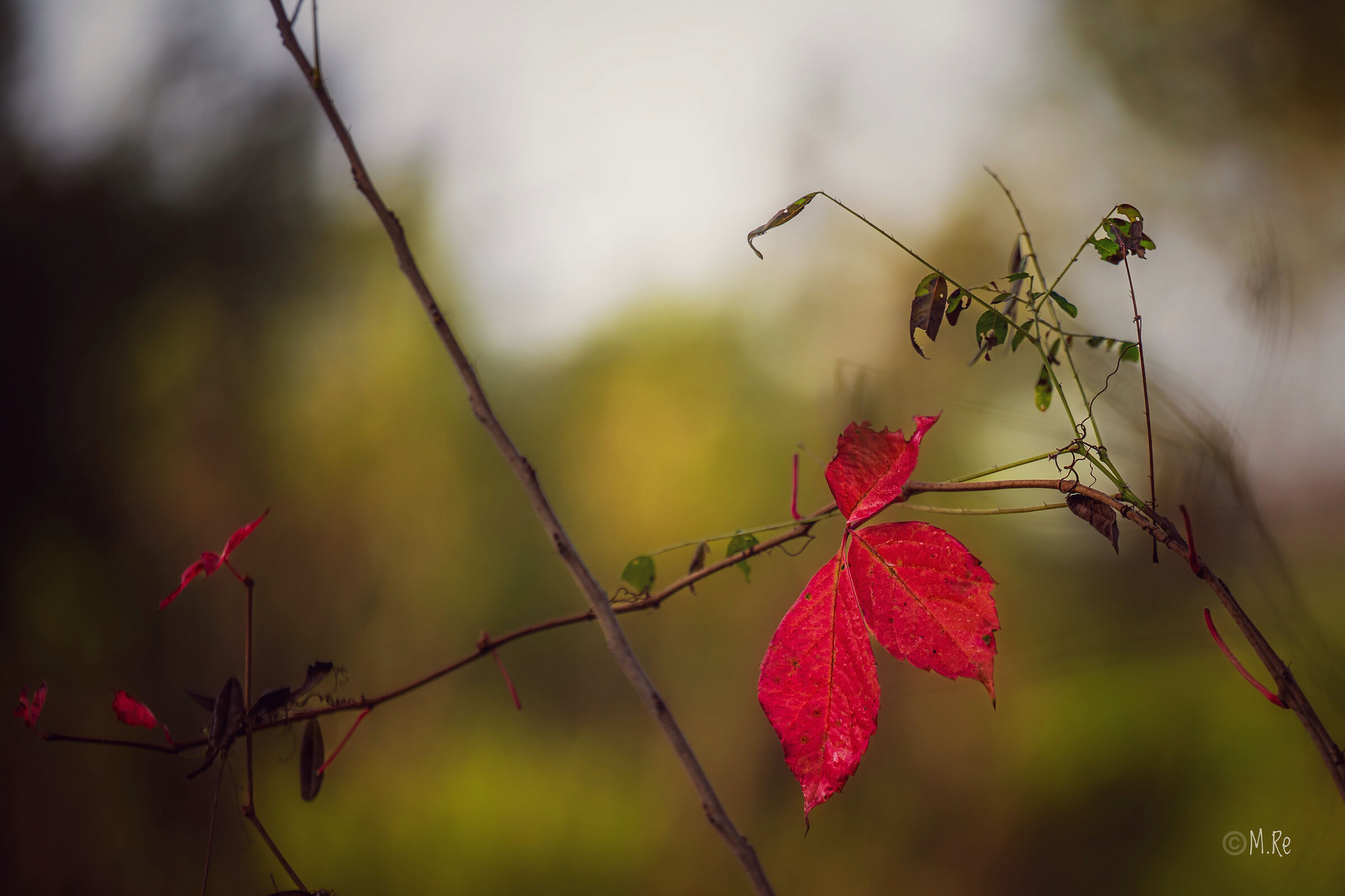 red leaves