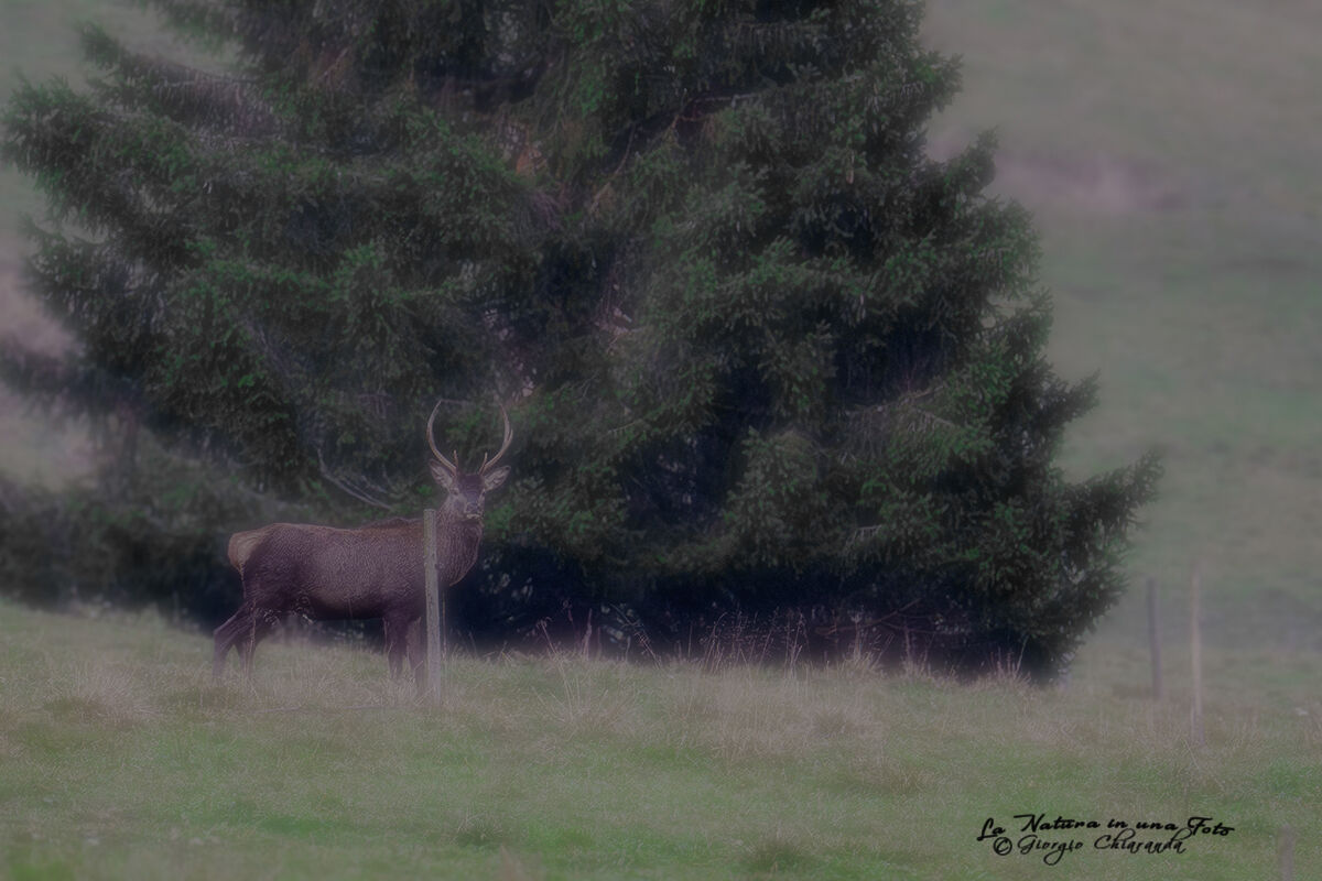 Gazes in the Mist (Red Deer Cervus elaphus)