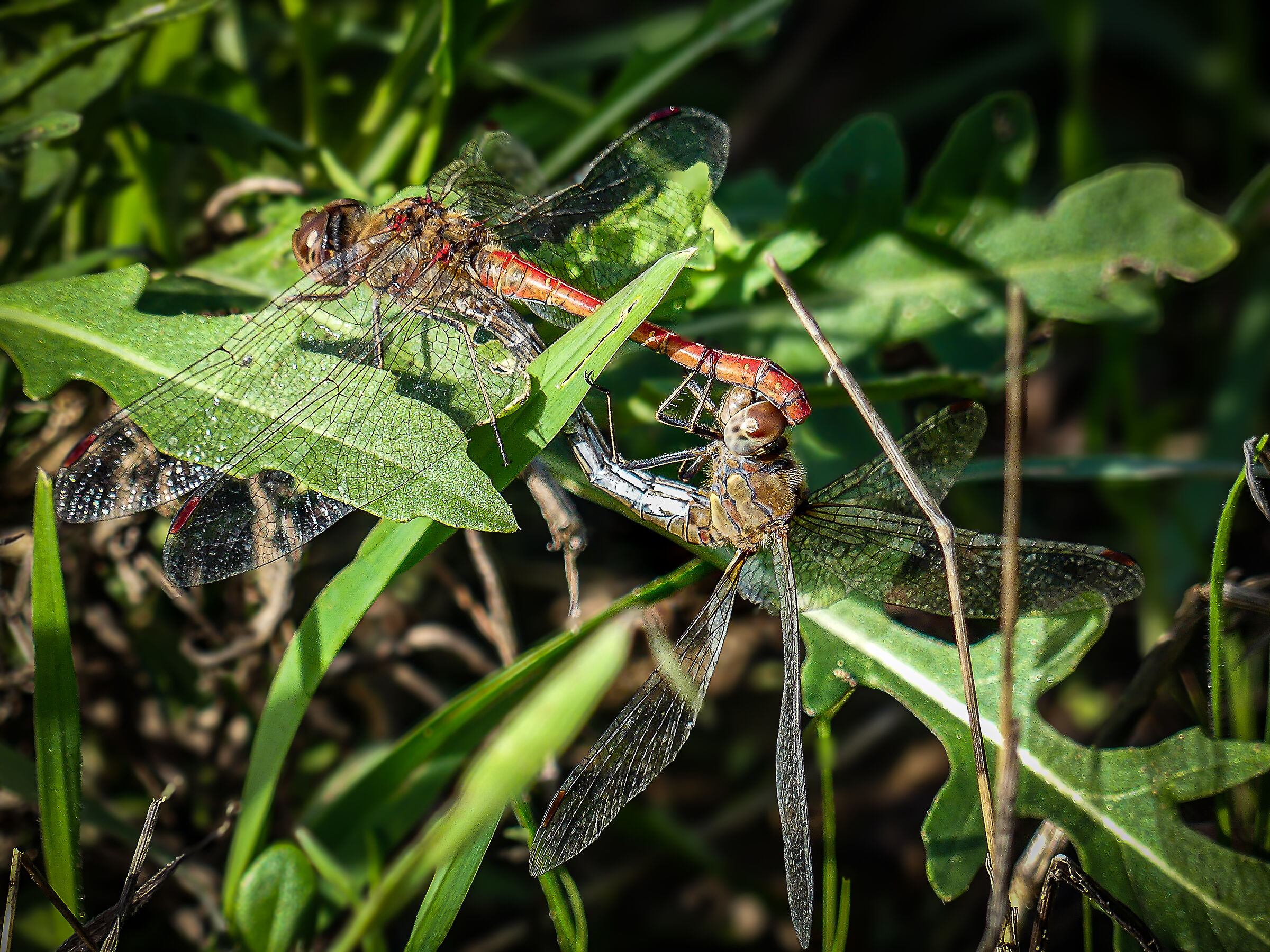 Autumn mating