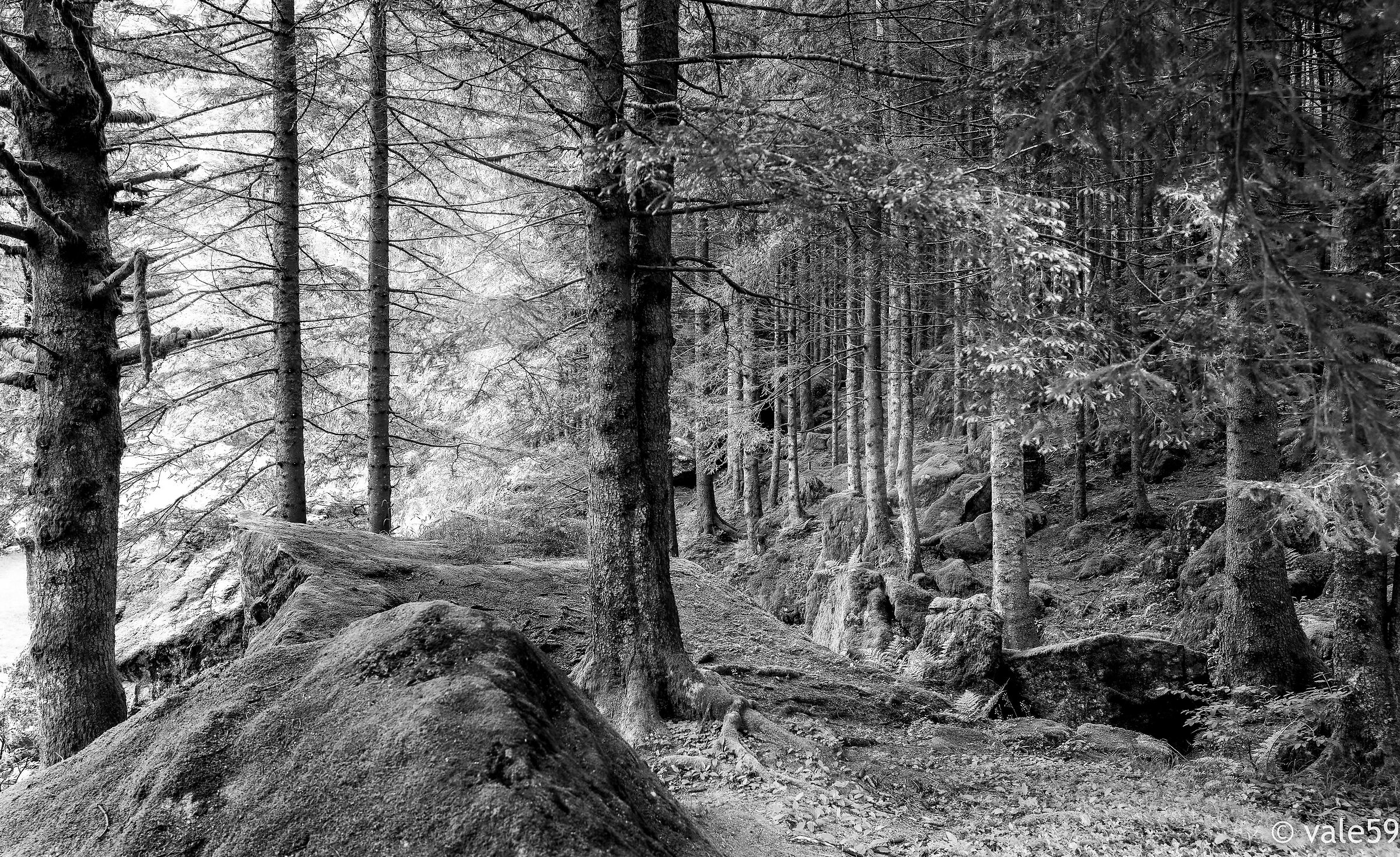 Foresta dei Bagni di Masino