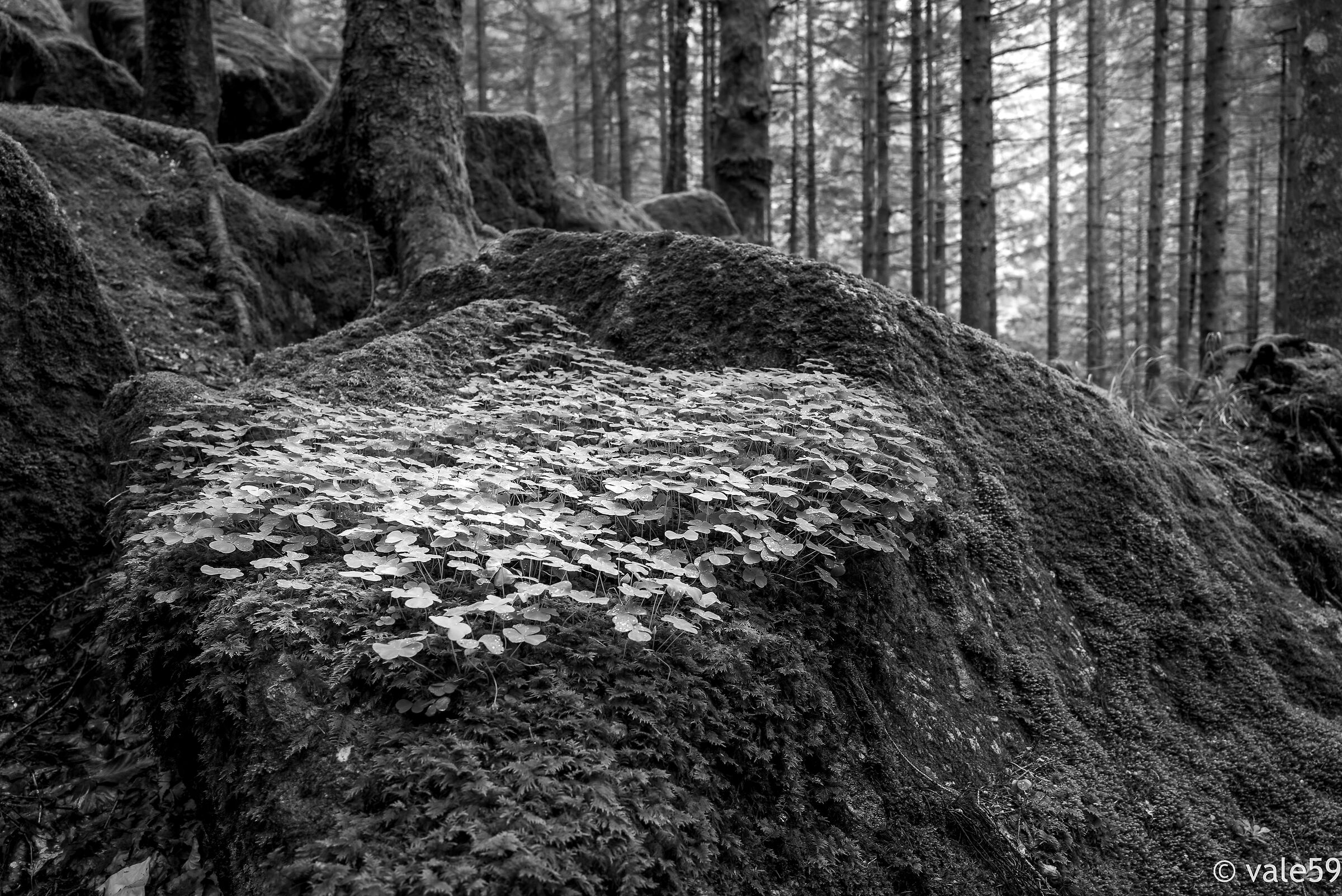 Foresta dei Bagni di Masino
