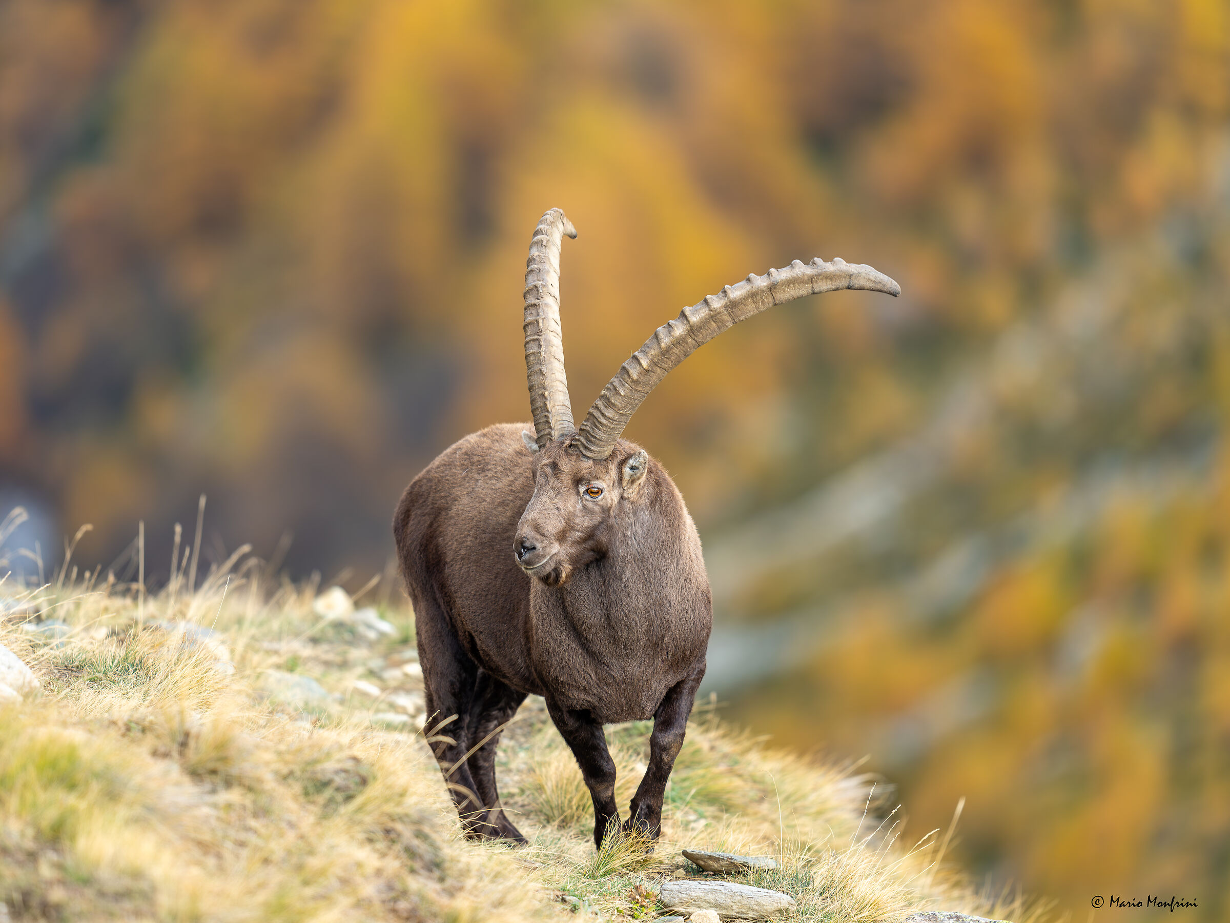 Ibex and autumn colours