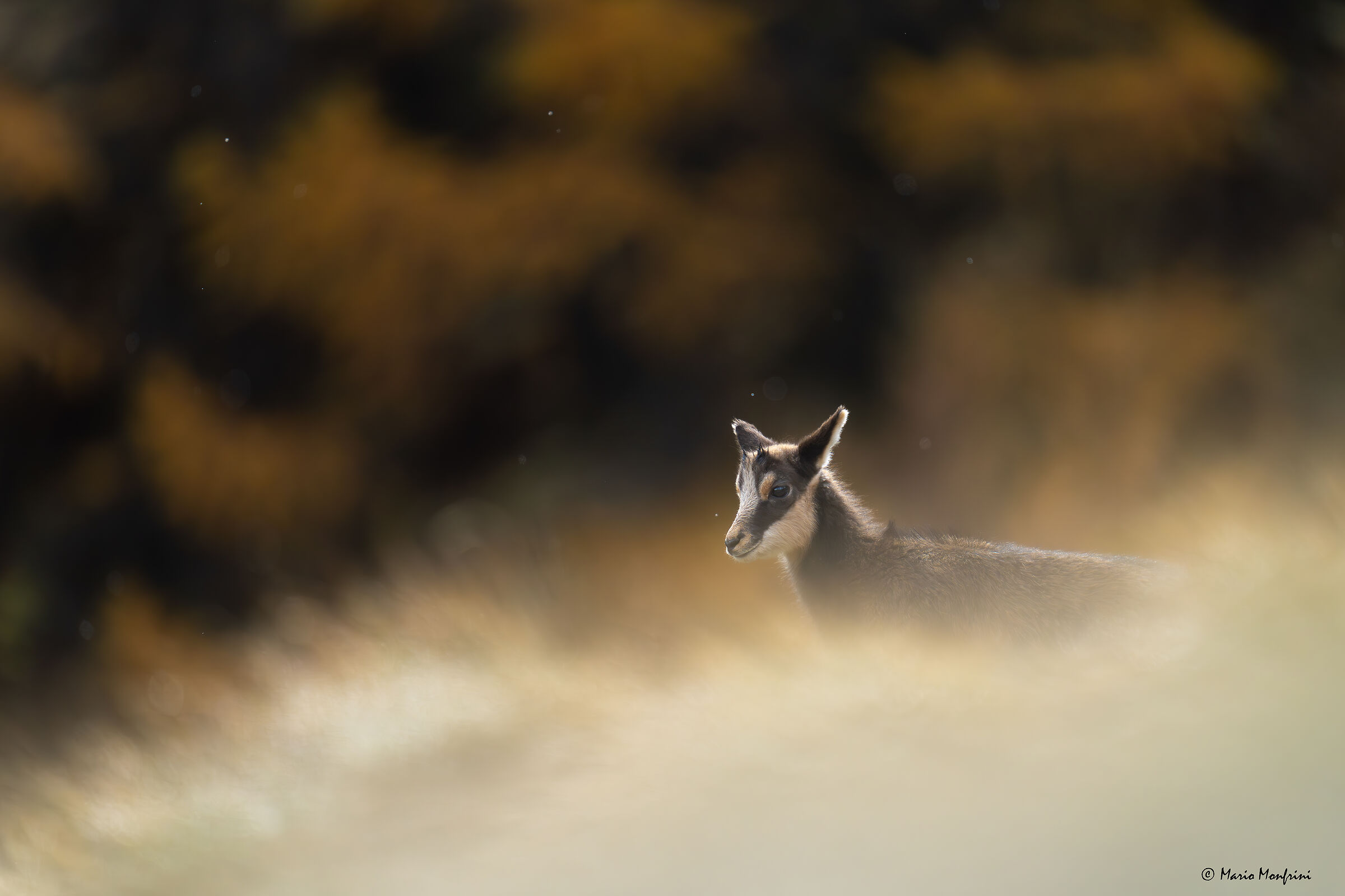 Young chamois in the autumn forest