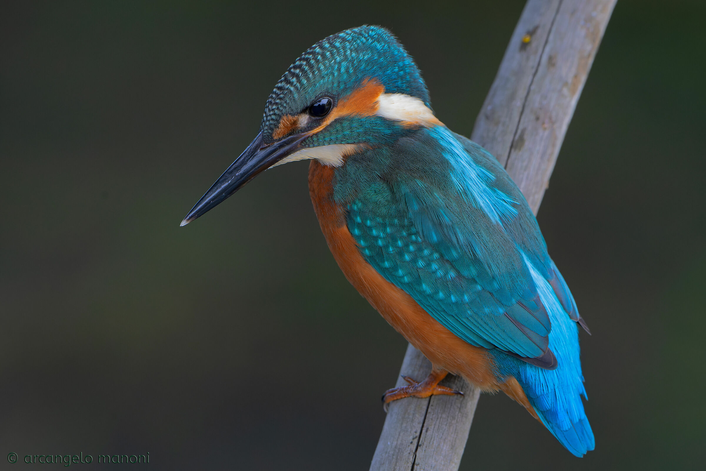 Alcedo atthis