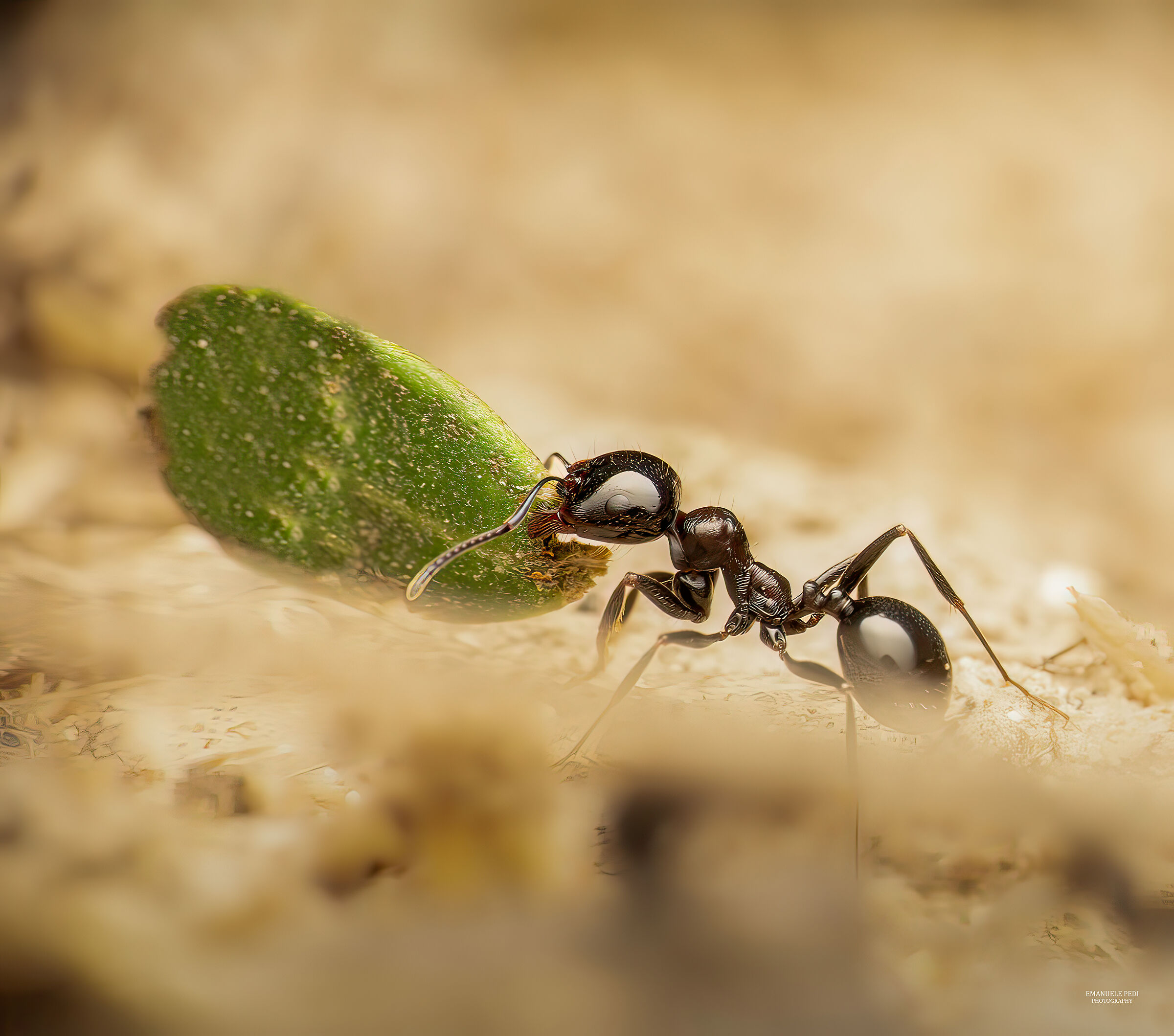 alla ricerca di mangiare