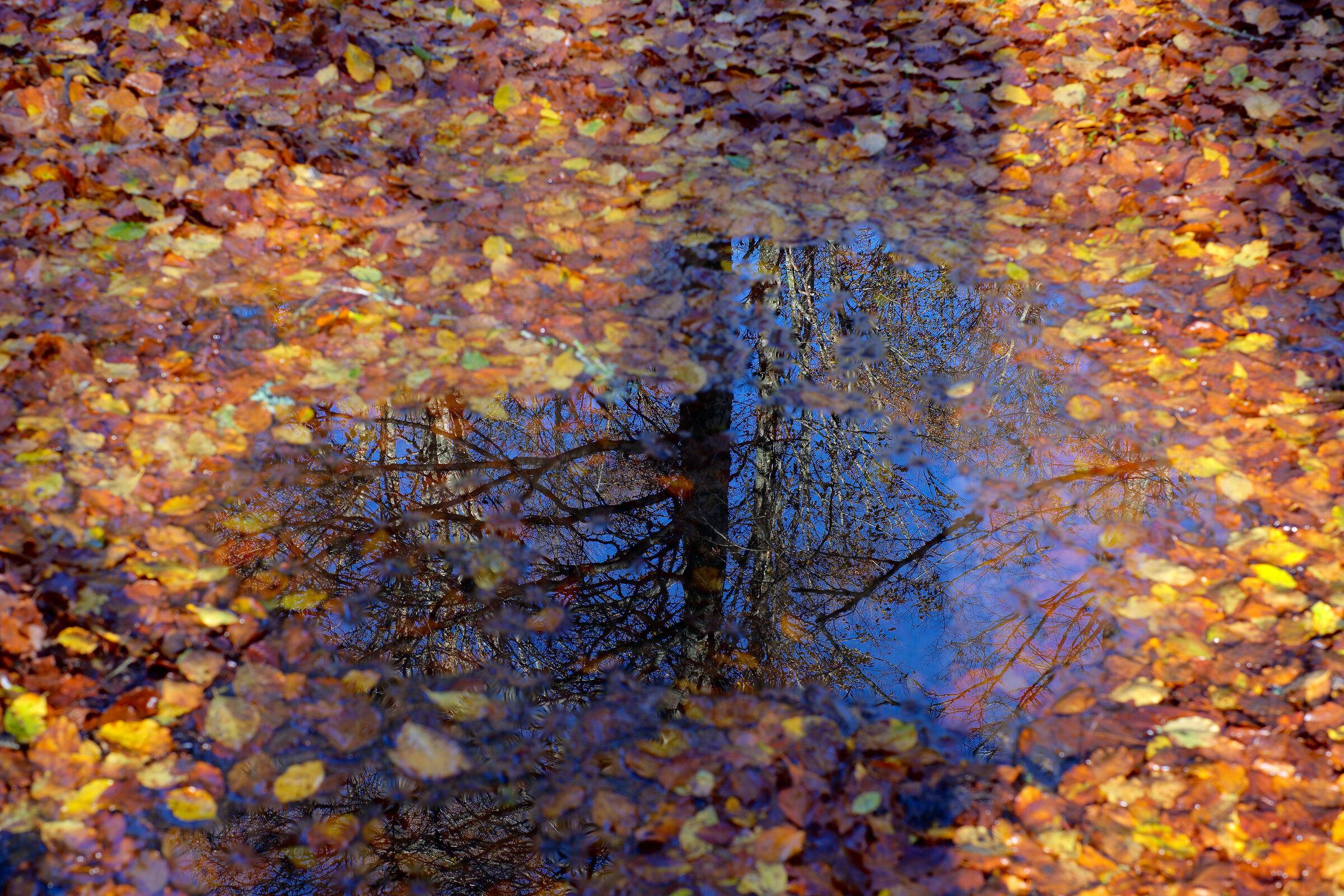 Riflesso d'autunno