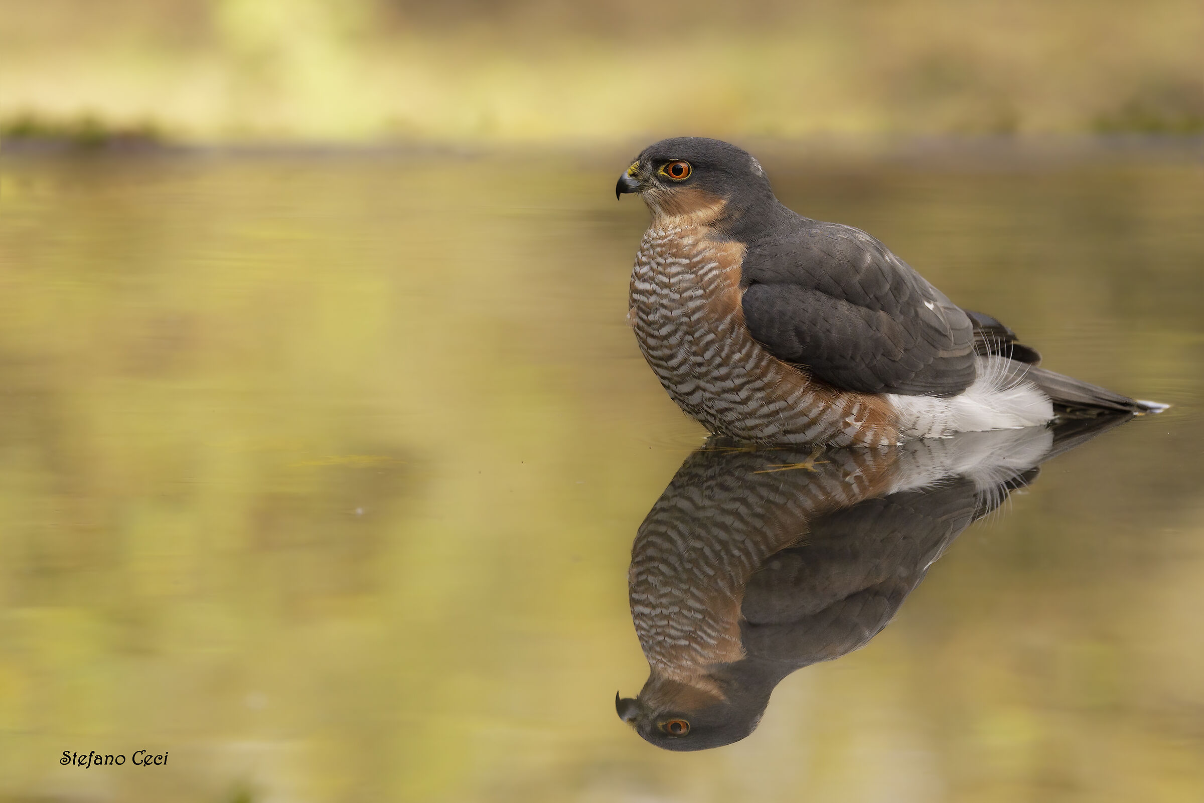 Male Sparrowhawk