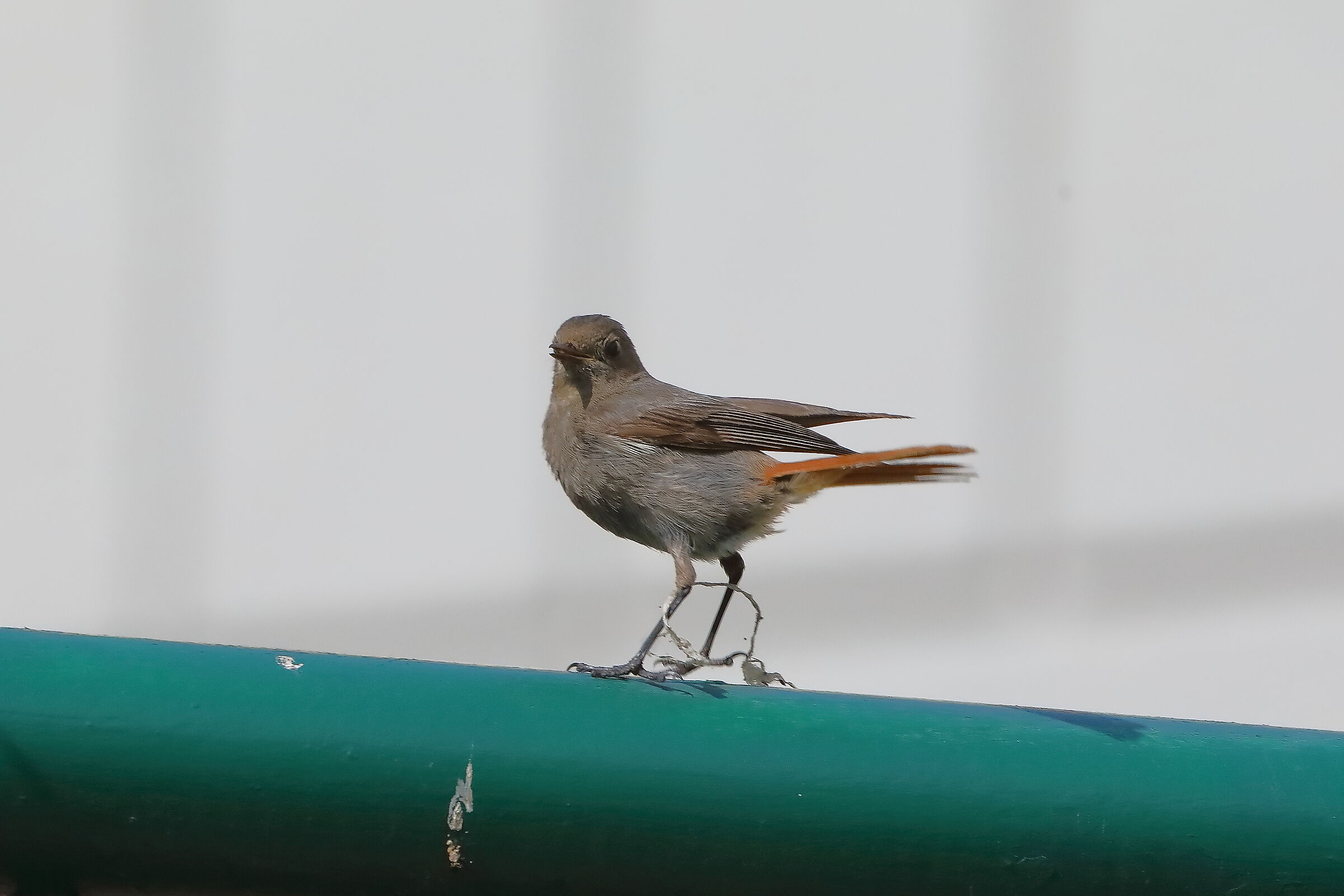 Redstart 04-06-2023
